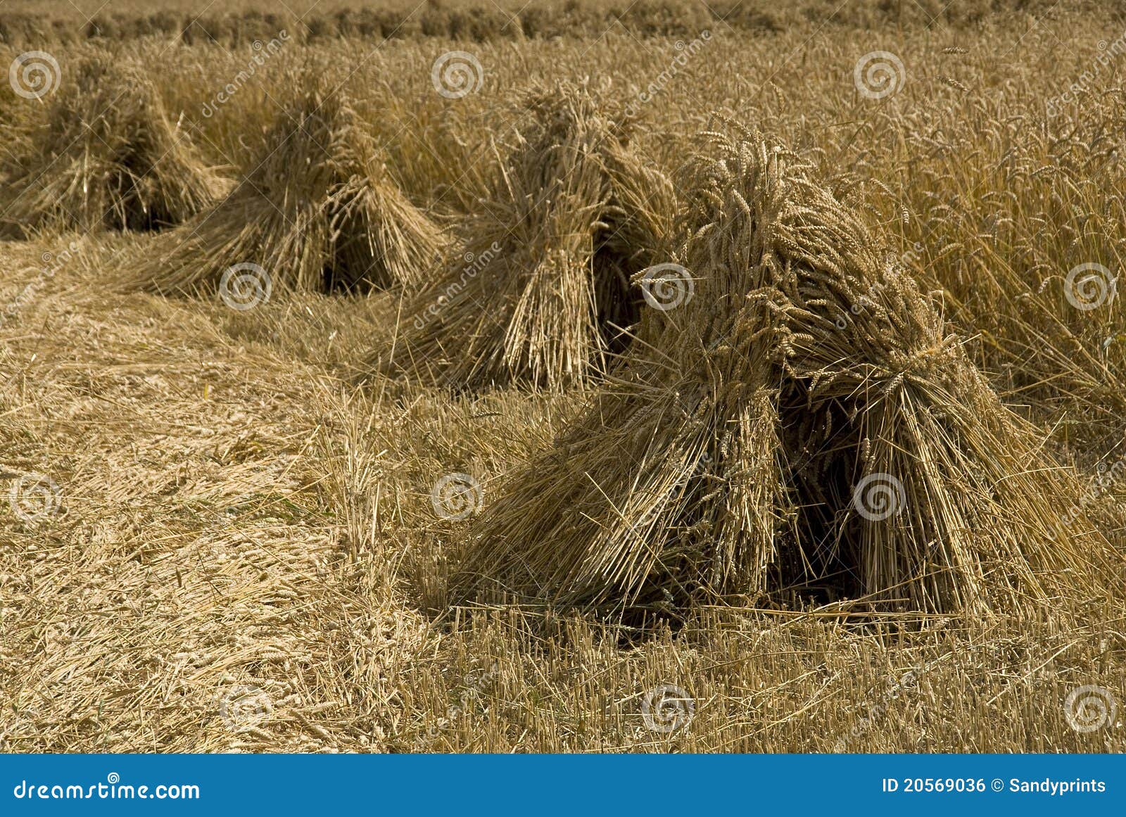 BRITAINS 17613 18th 20th Siècle Récolte du maïs avec gerbes de blé 