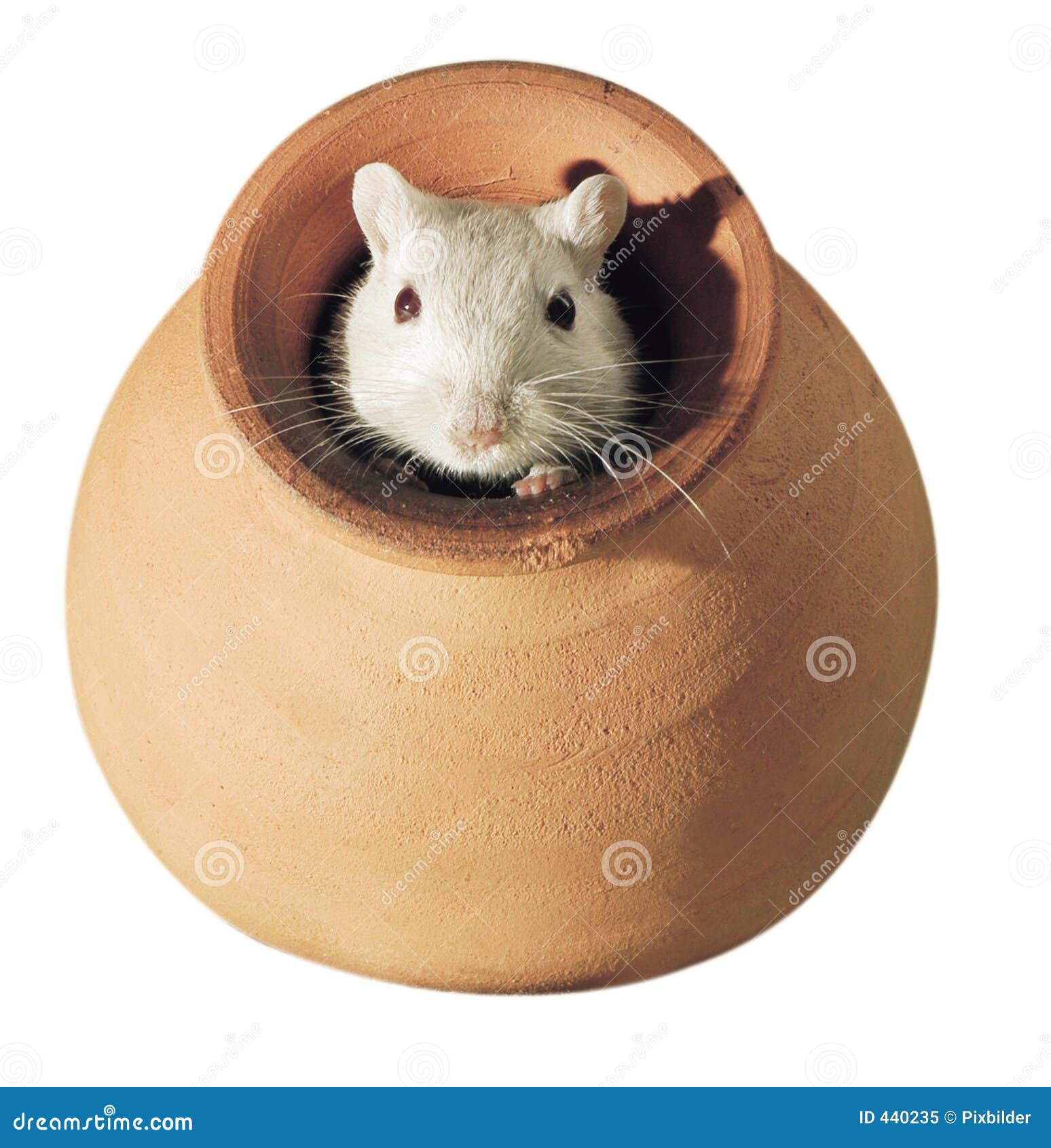 gerbil