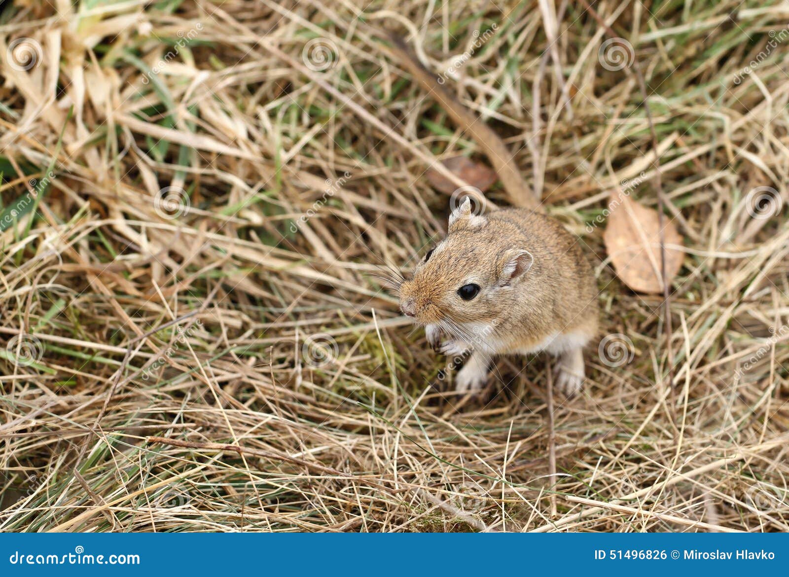 Gerbil stock photo. Image of fission, sweet, wild, adorable 51496826