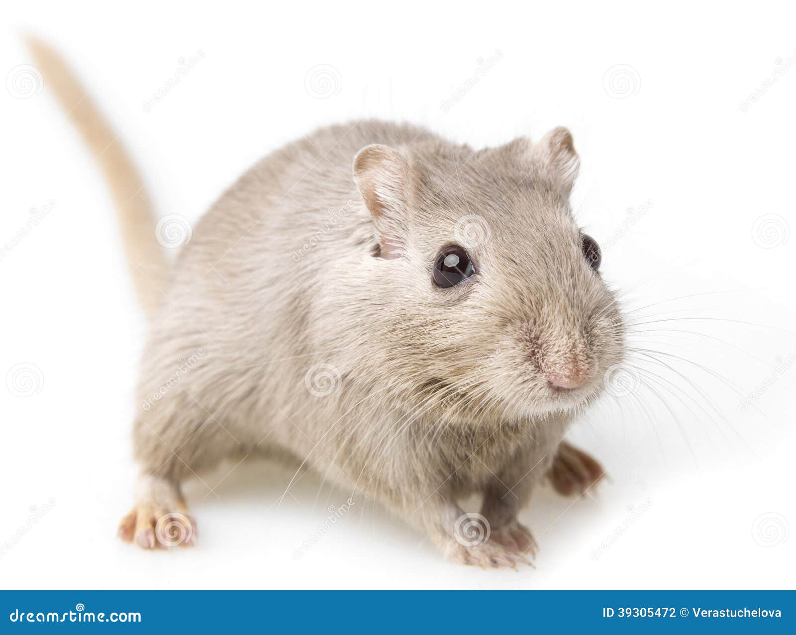 Gerbil Pet On White Background Stock Photo Image of young, cute