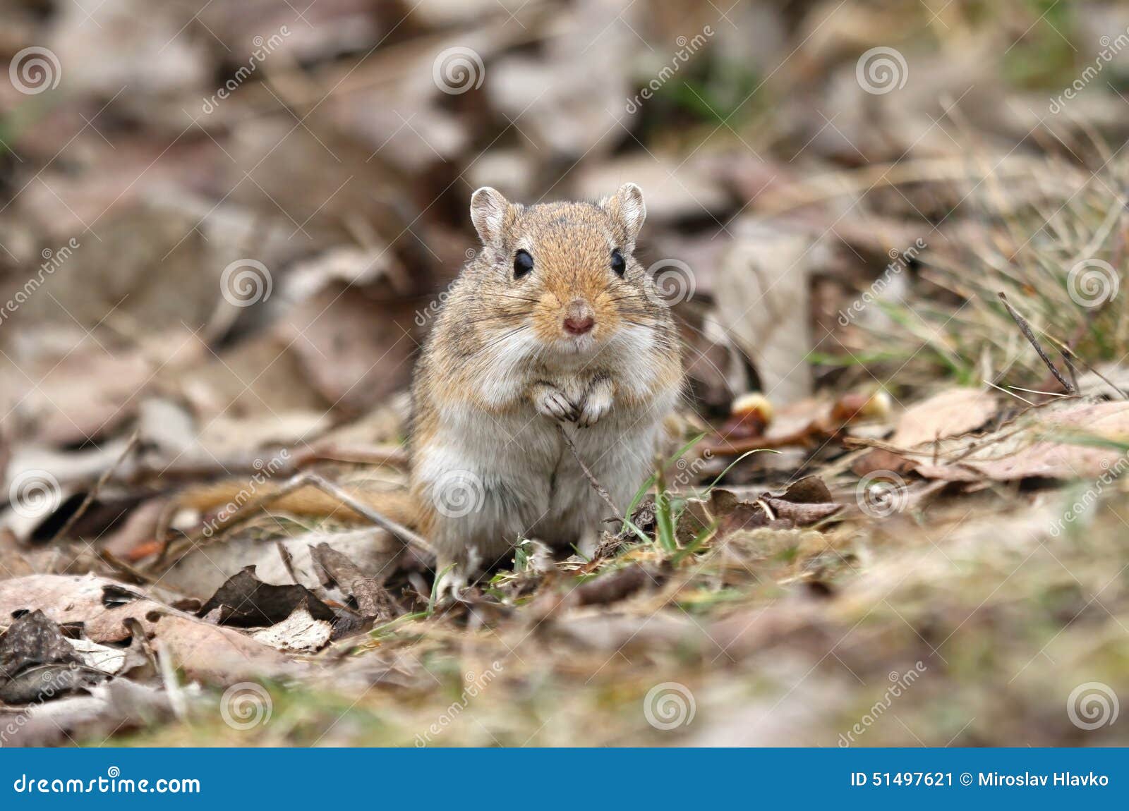 Gerbil standing stock image. Image of funny, darling 51497621
