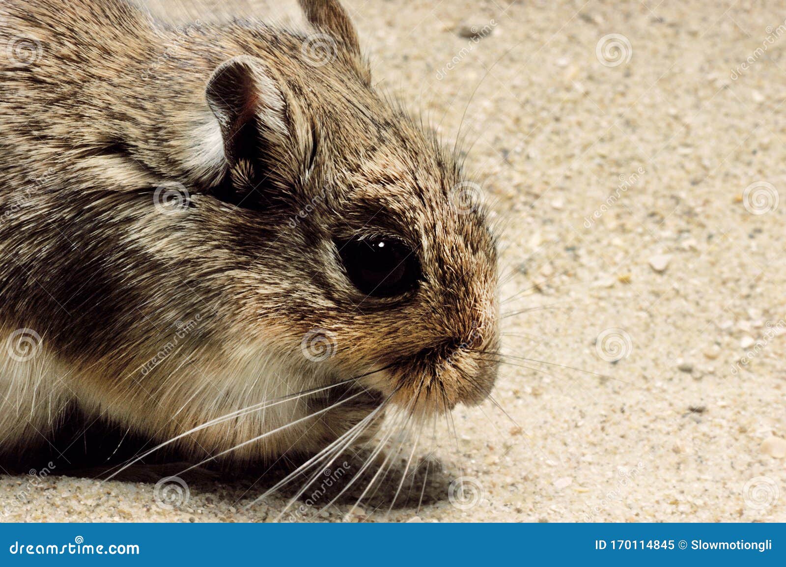 Gerbille Des Champs Gerbillus Campestris Stock Image Image Of Adult Campestris Gerbille Des Champs Gerbillus Campestris Stock Image Image Of Adult Campestris