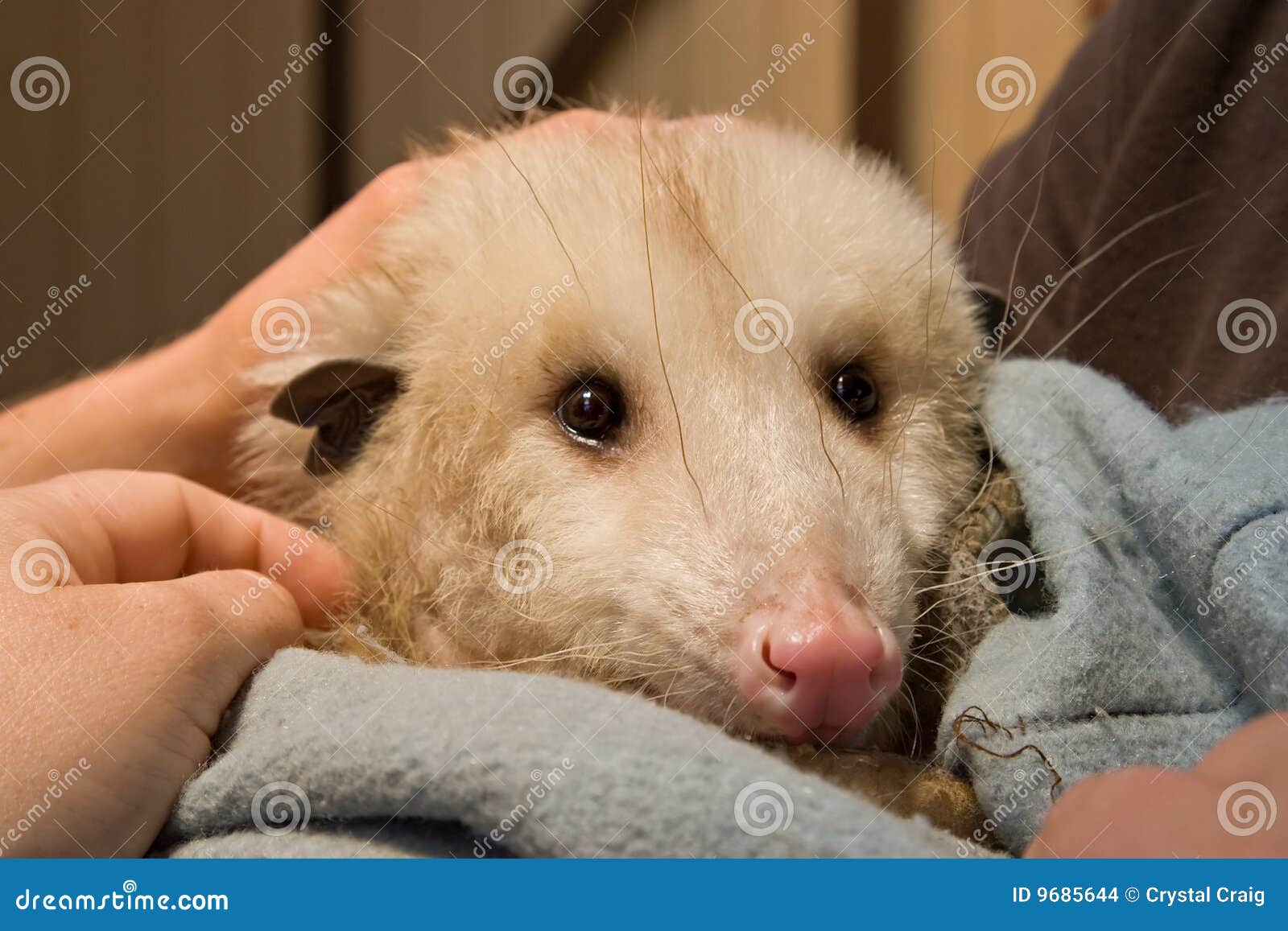 Gerettete Tierpflege Des Opossums Stockfoto Bild von h??nde, beige