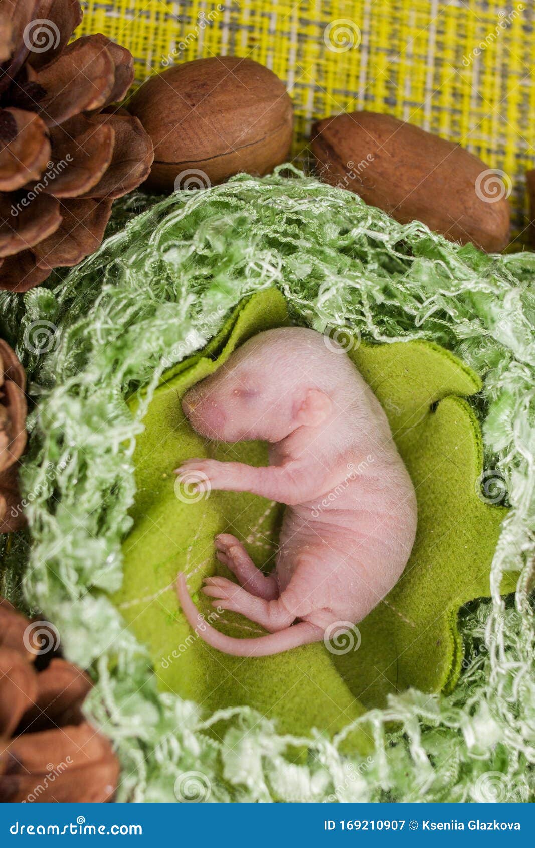 Germ Rat Baby Ohne Haare Neugeboren Auf Einem Hellgrunen Blatt Eines Baumes Chinesischer Kalender 2020 Stockbild Bild Von 2020 Baby 169210907