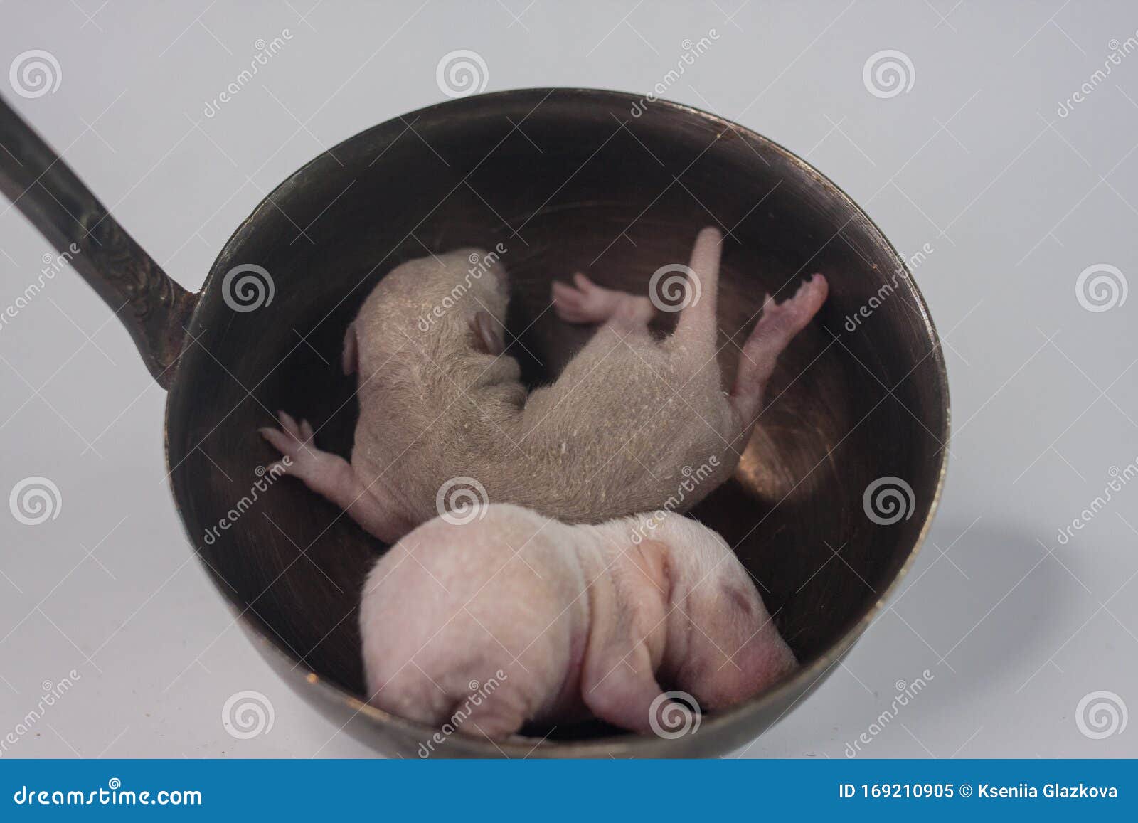 Germ Rat Baby Ohne Haare Neugeborene Kleine Maus Mit Rosa Pelz In Stockbild Bild Von Neugeborene Kleine