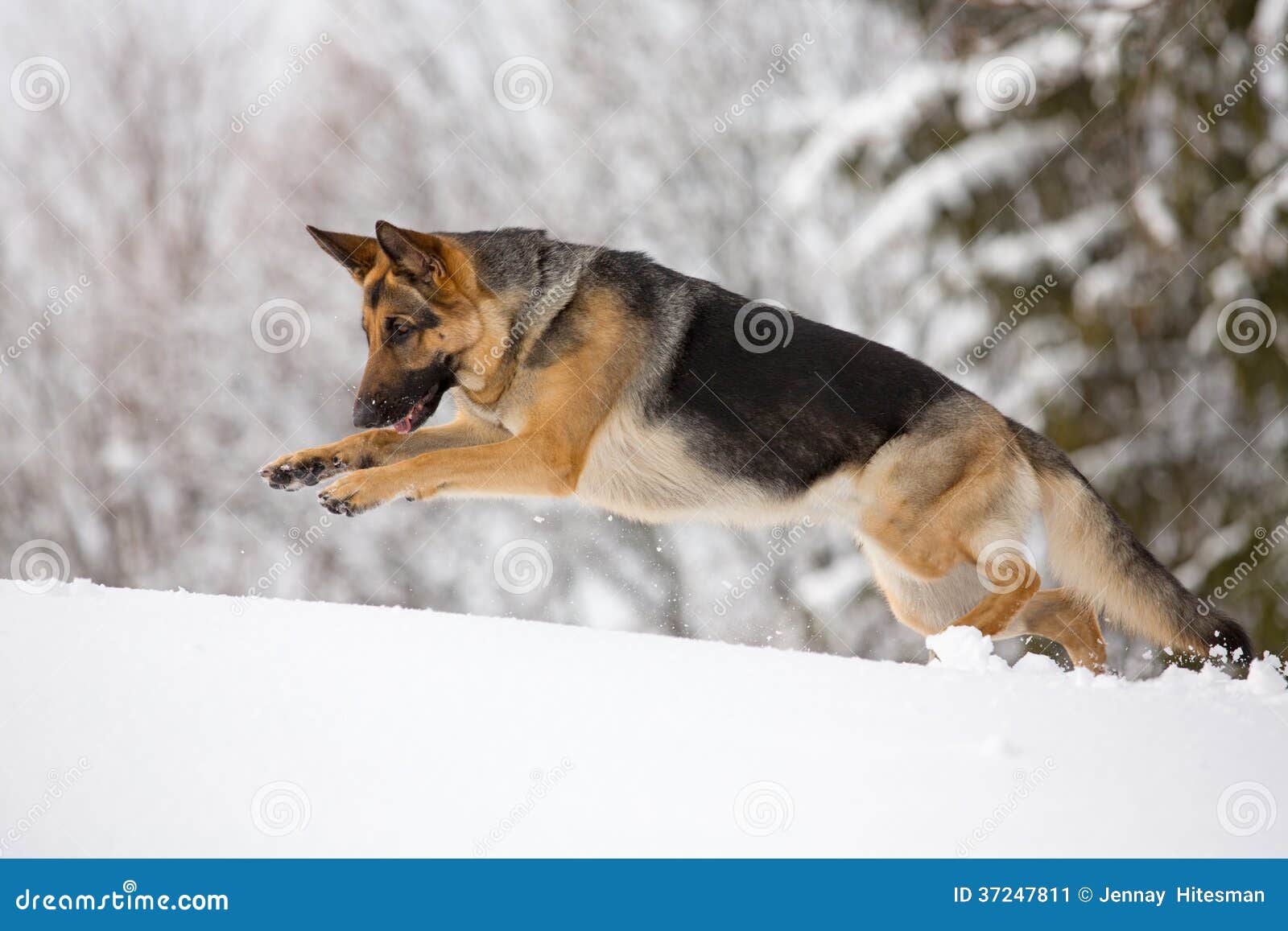German Shepherd Running in the Snow Stock Image Image of enjoy, jump