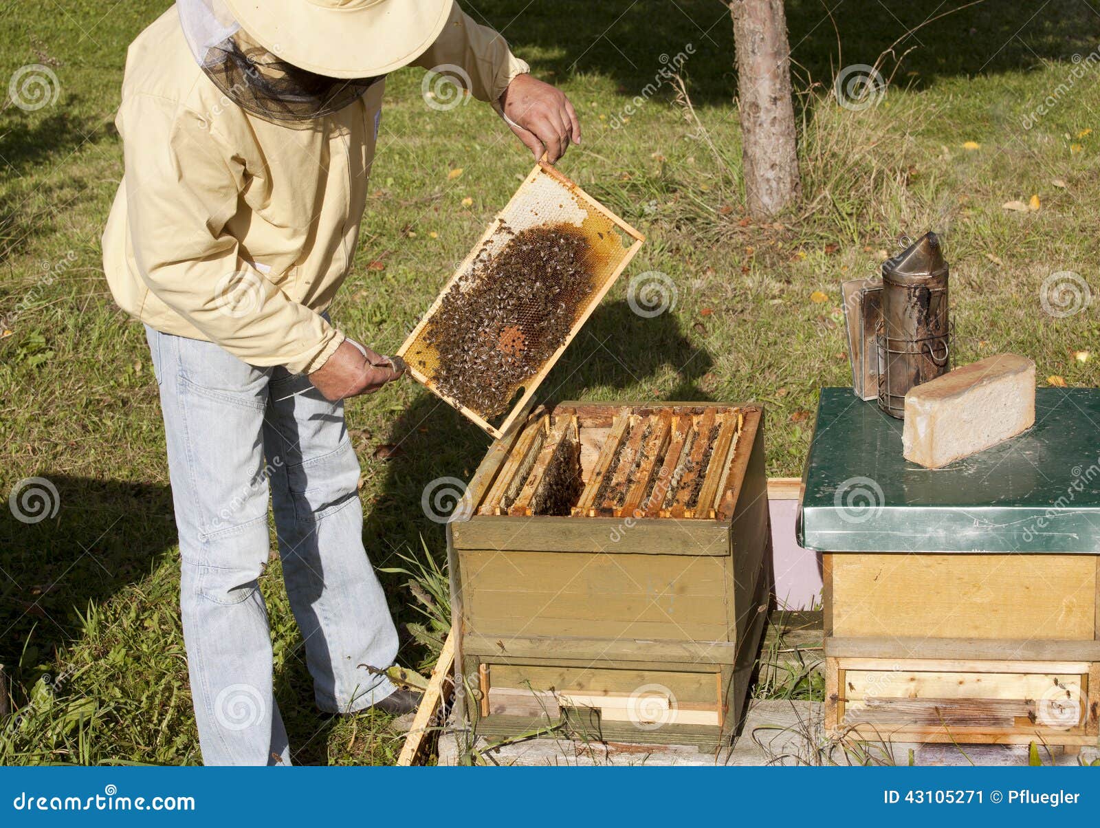 German beekeeping stock image. Image of hive, green, insect 43105271