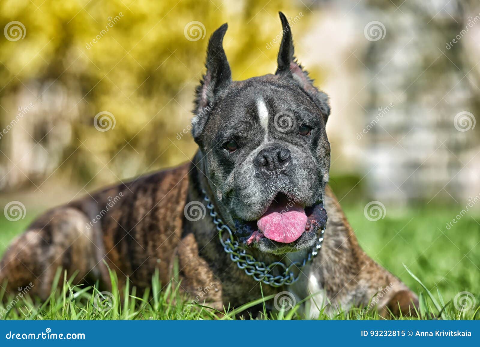 German Boxer with Cropped Ears Stock Image Image of mammal, adorable