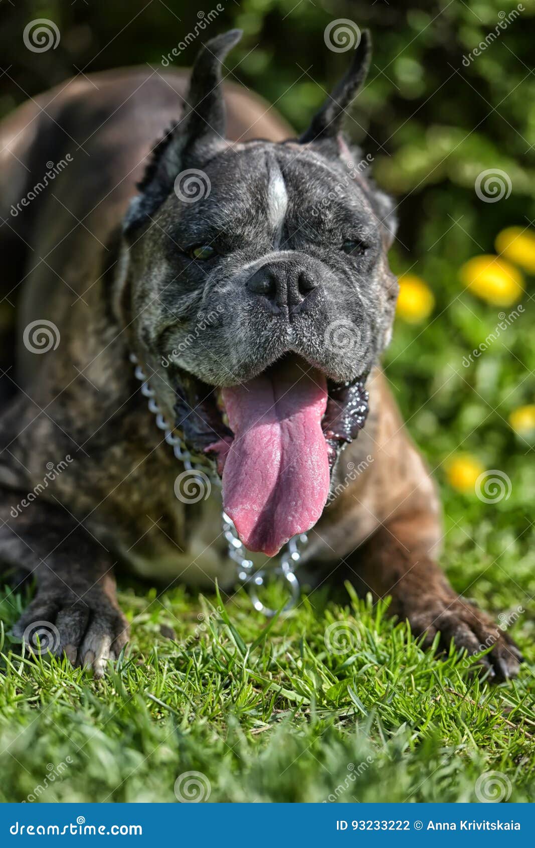 German Boxer with Cropped Ears Stock Photo Image of glance, doggy