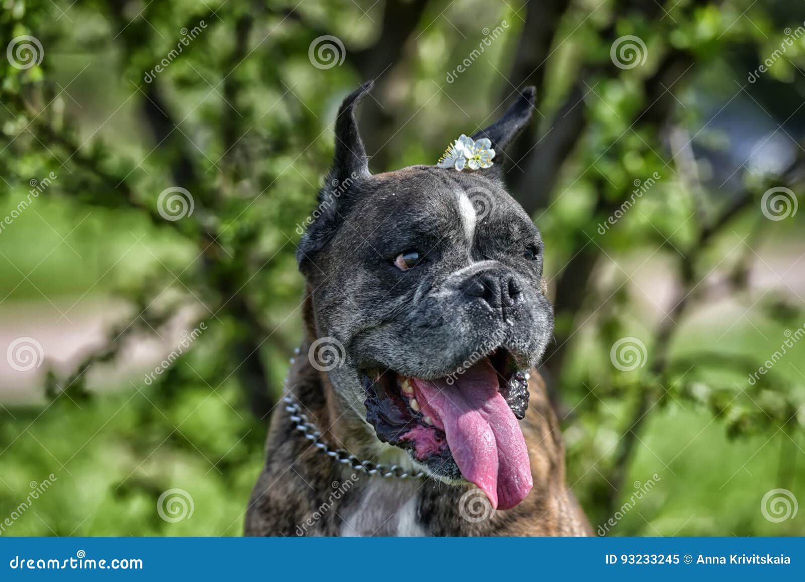 German Boxer with Cropped Ears Stock Image Image of boxer, glance