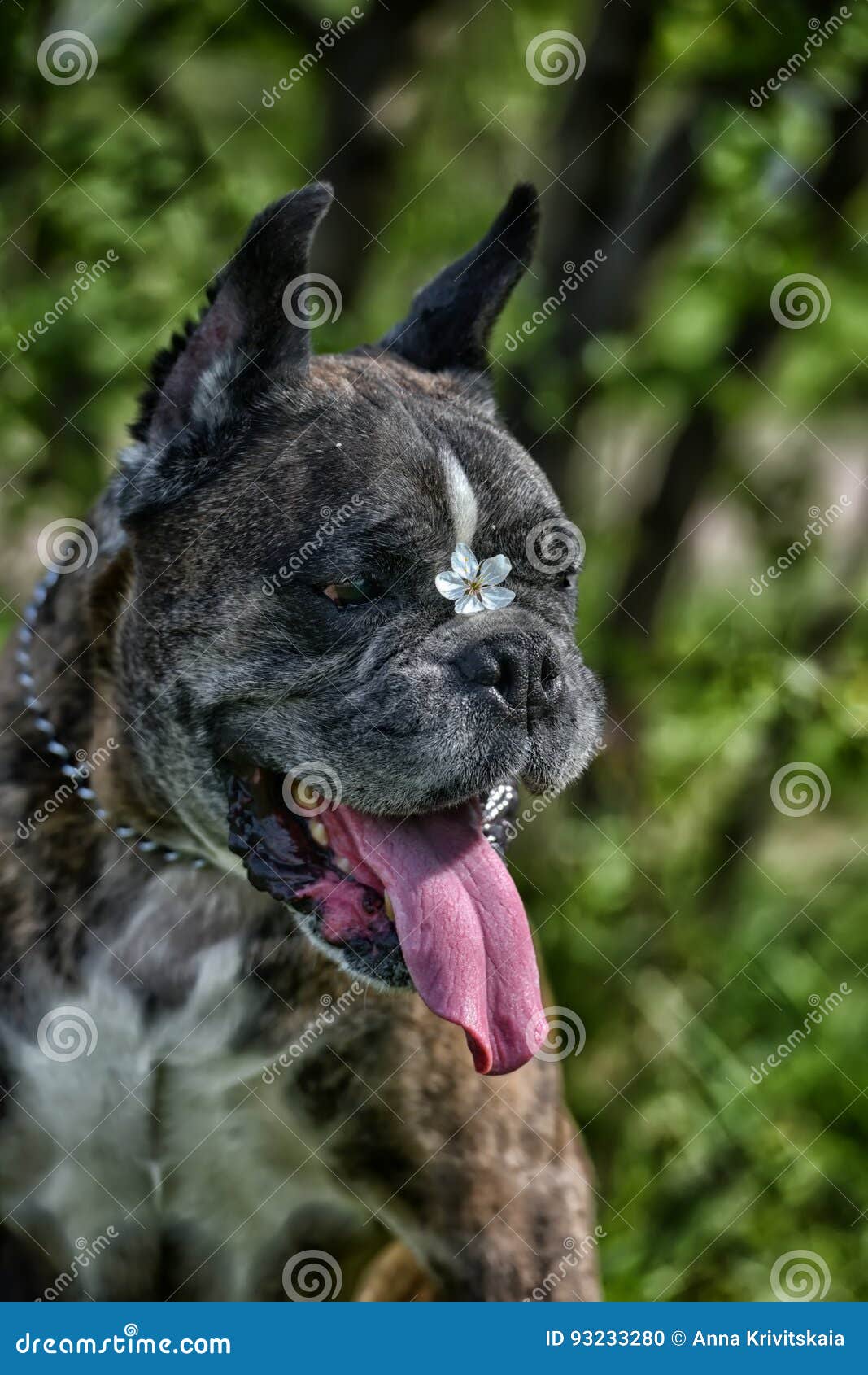 German Boxer with Cropped Ears Stock Photo Image of background