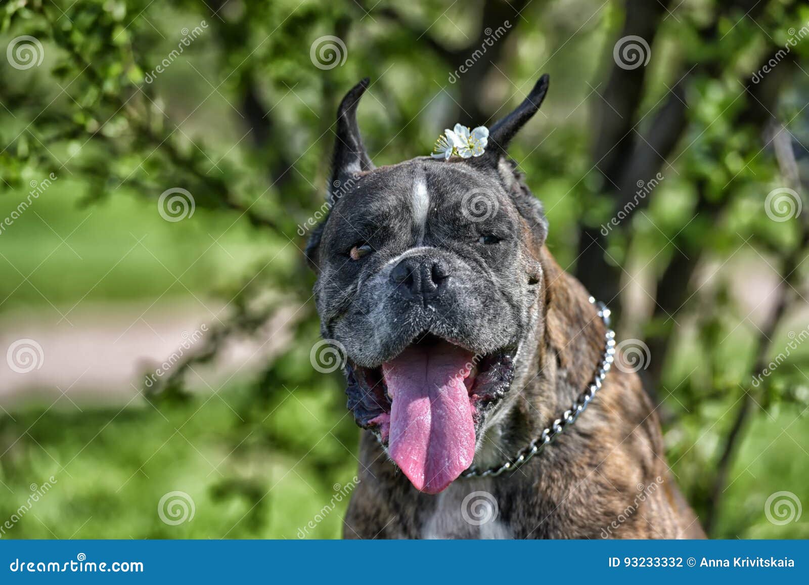 German Boxer with Cropped Ears Stock Photo Image of dogscroppedears