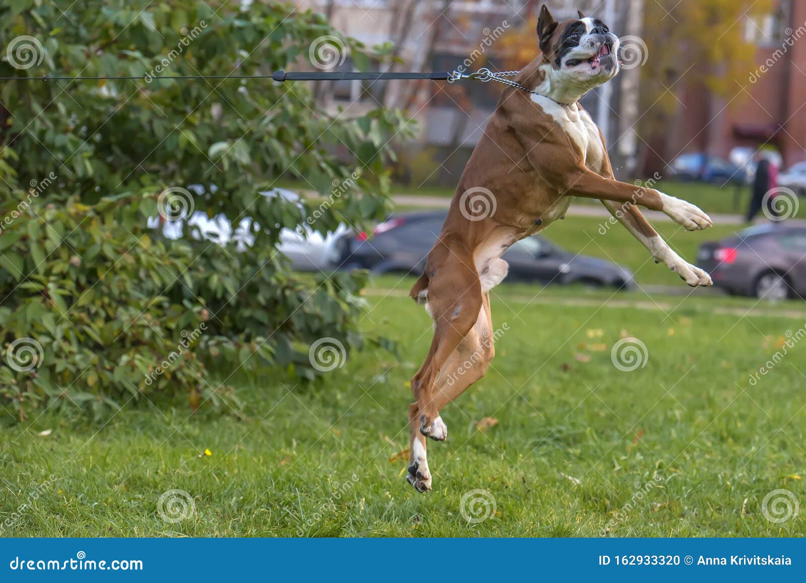 German boxer dog jumping stock photo. Image of brown 162933320
