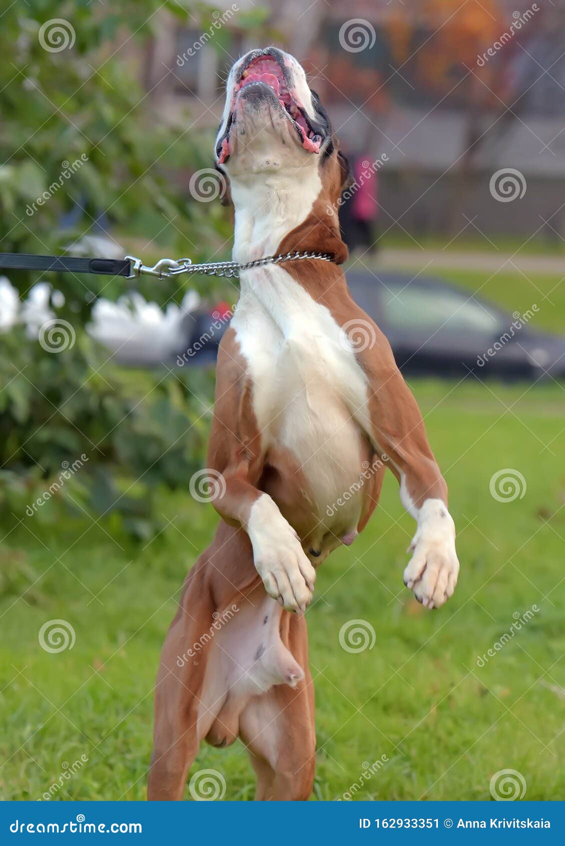 German boxer dog jumping stock image. Image of largely 162933351