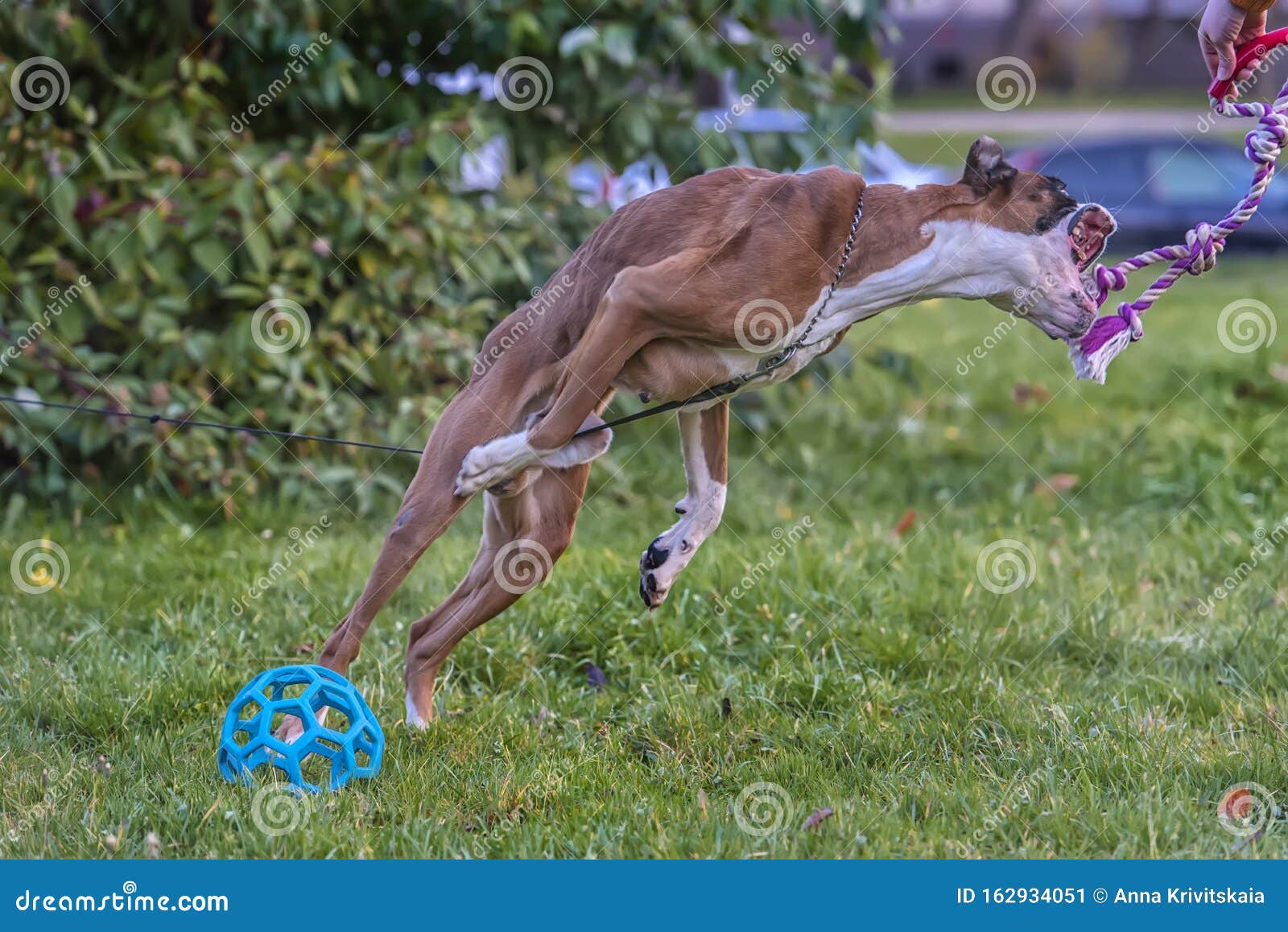 German boxer dog jumping stock image. Image of autumn 162934051