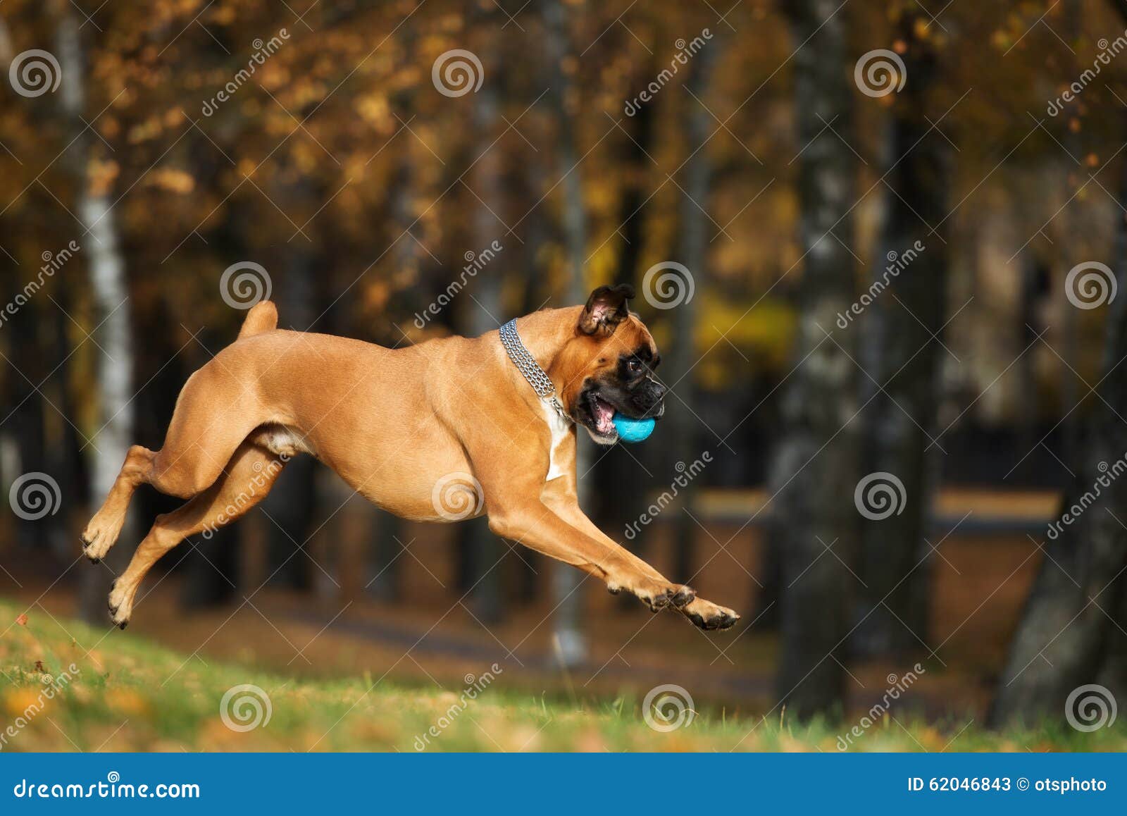 German Boxer Dog Jumping Outdoors Stock Image Image of brown, ball 62046843