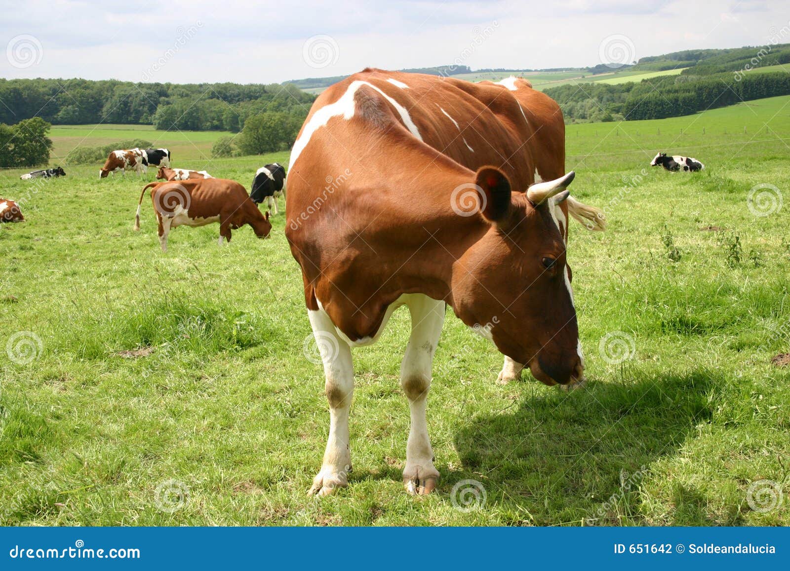German Cow stock photo. Image of farm, gaze, animals, look - 651642