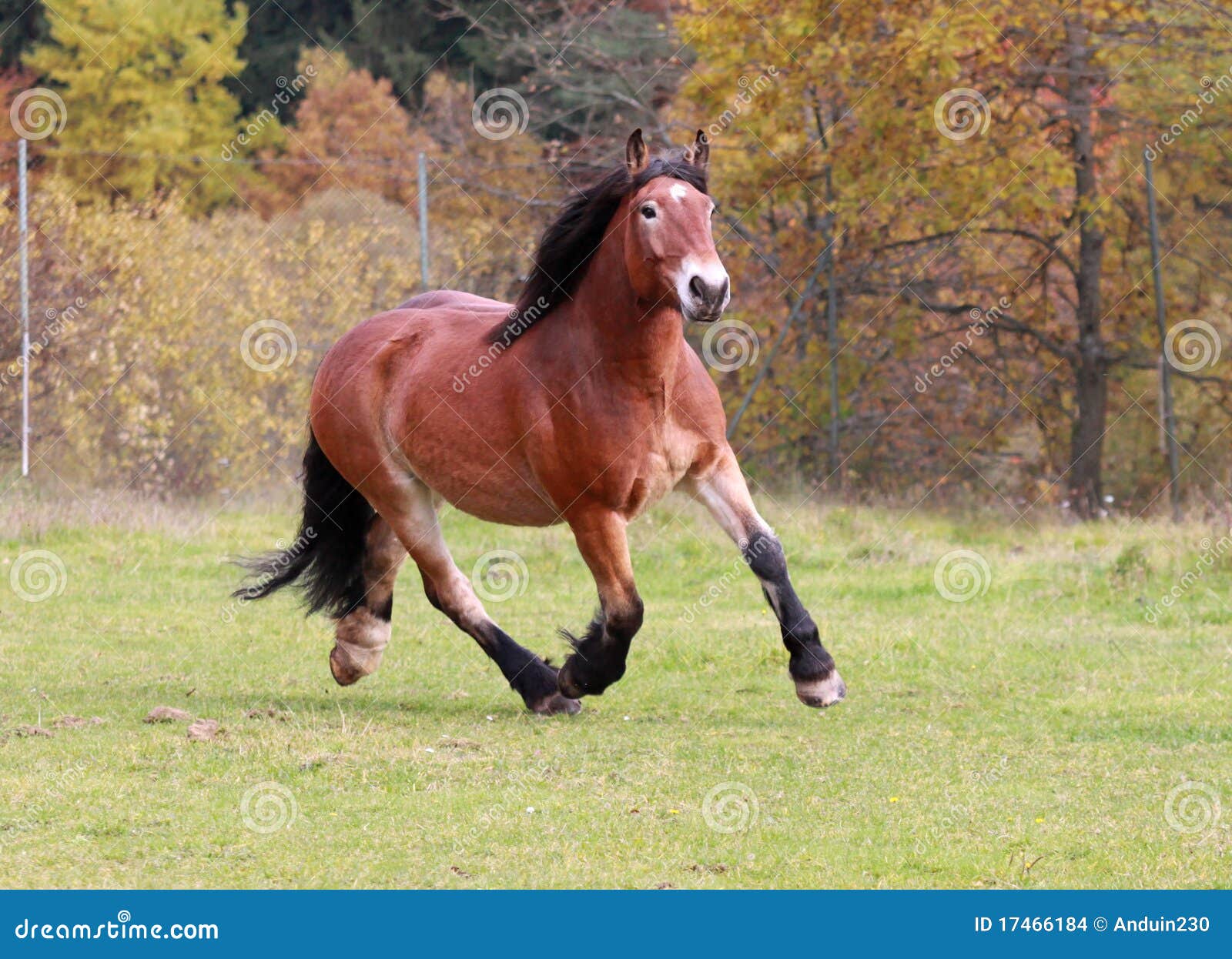 German draft horse stock photo. Image of working, rhineland 17466184