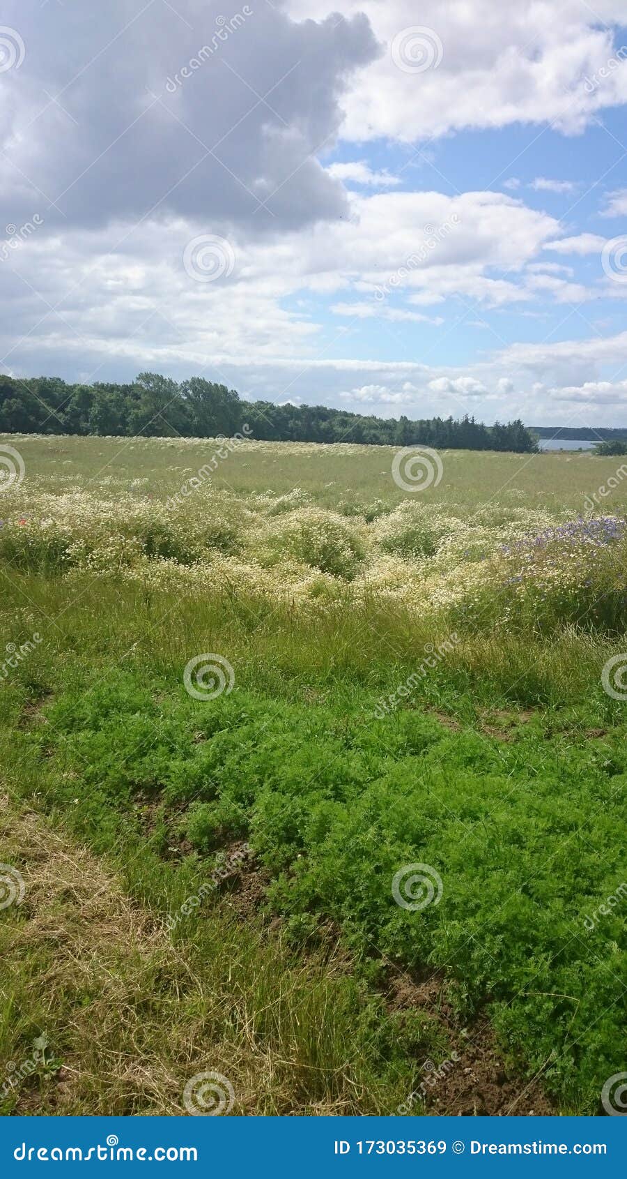 German flowers in summer stock image. Image of ostsee 173035369