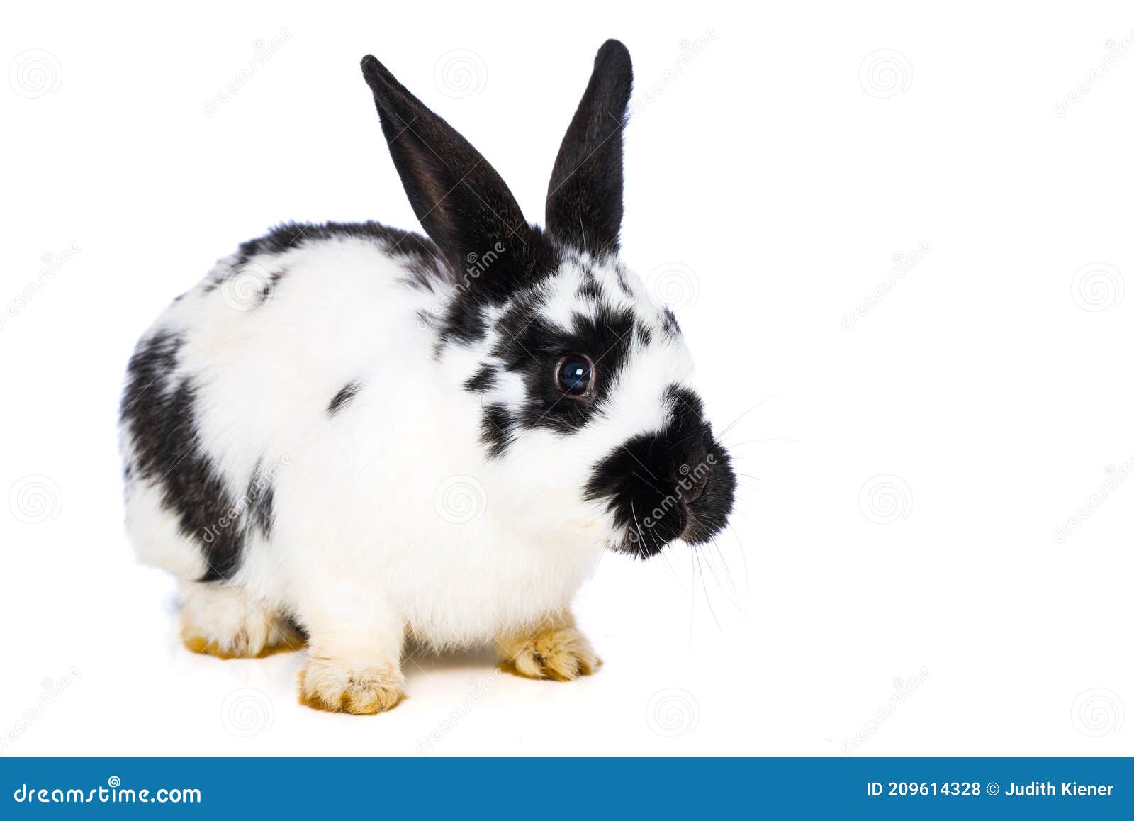 German Giant Rabbits