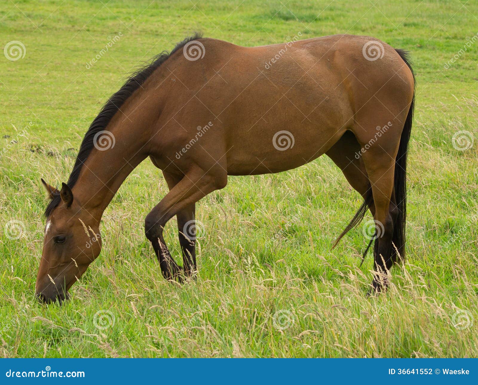 German horses stock photo. Image of munsterland, foals 36641552
