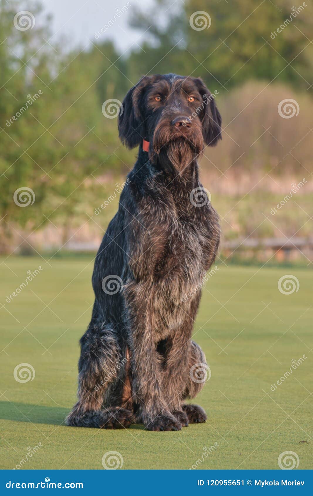 German Longhaired Pointer. Happy Outdoors on the Green Lawn. Stock Image -  Image of german, purebred: 120955651
