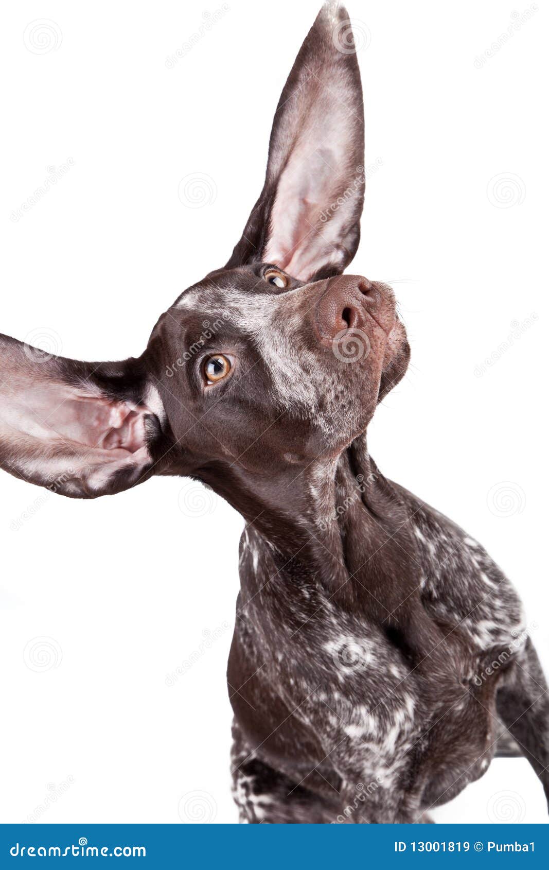 Dog With Flying Ears Stock Image 18457033