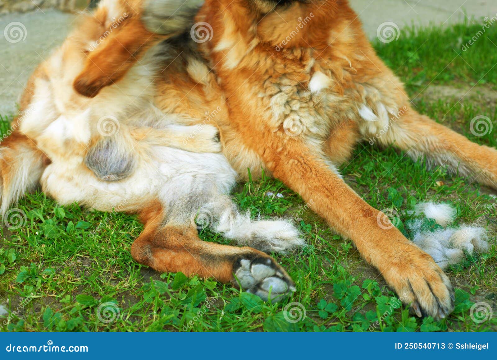 How To Control Shedding German Shepherd