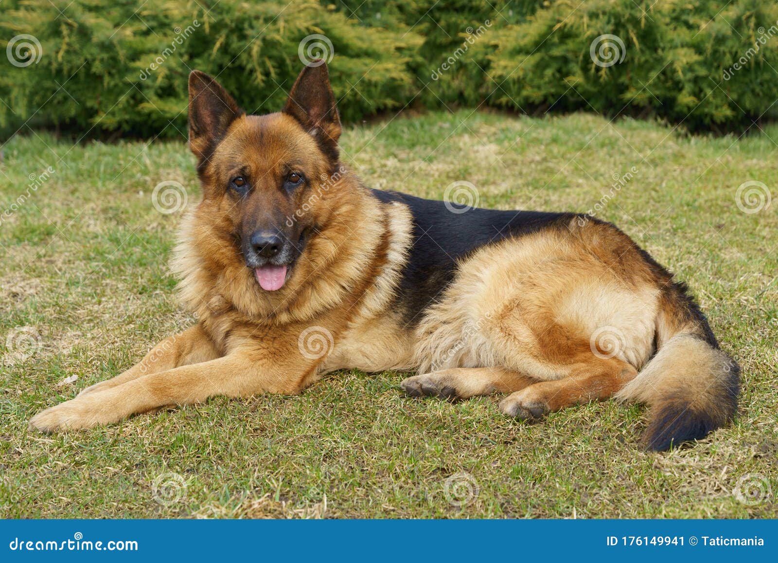 German Shepard Lay Down on the Grass Stock Image Image of nature, grass 176149941