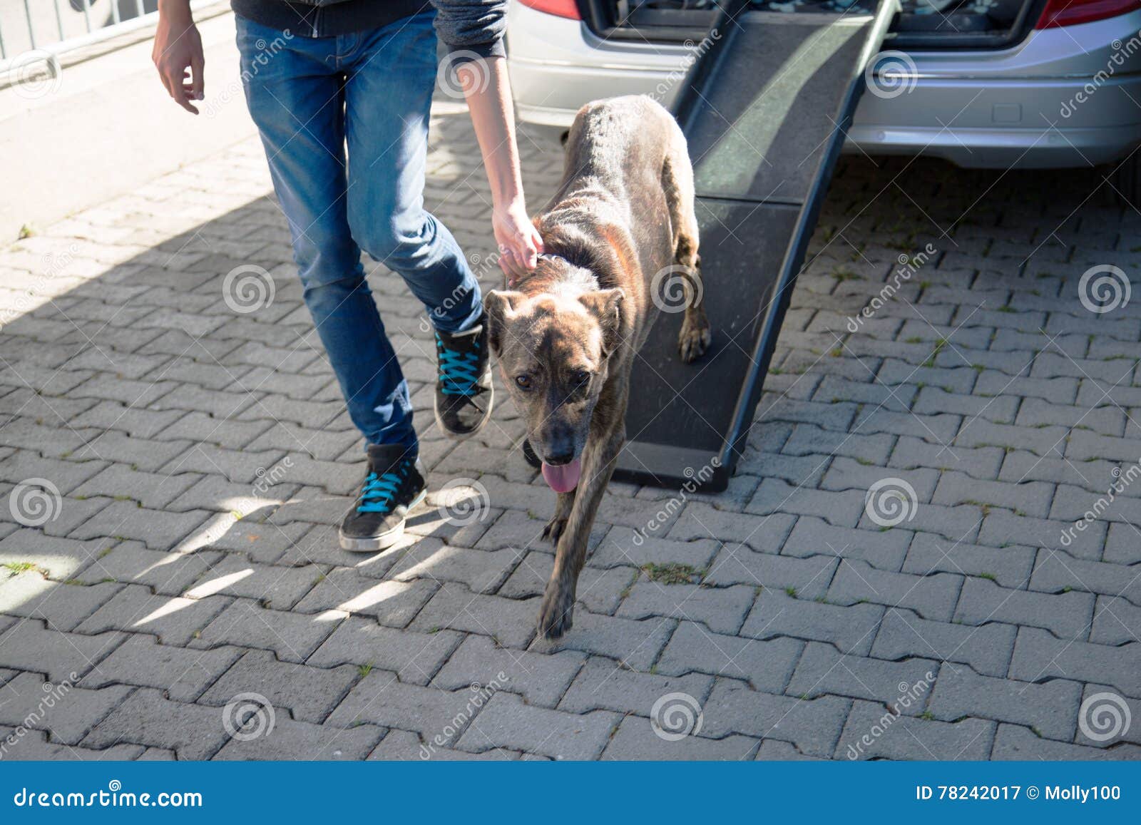 German Sheperd Mix , Dog Exercise To Get into the Car with the Car Ramp