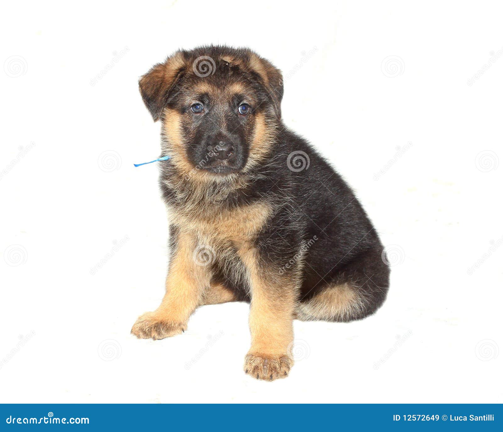 german sheperd puppy