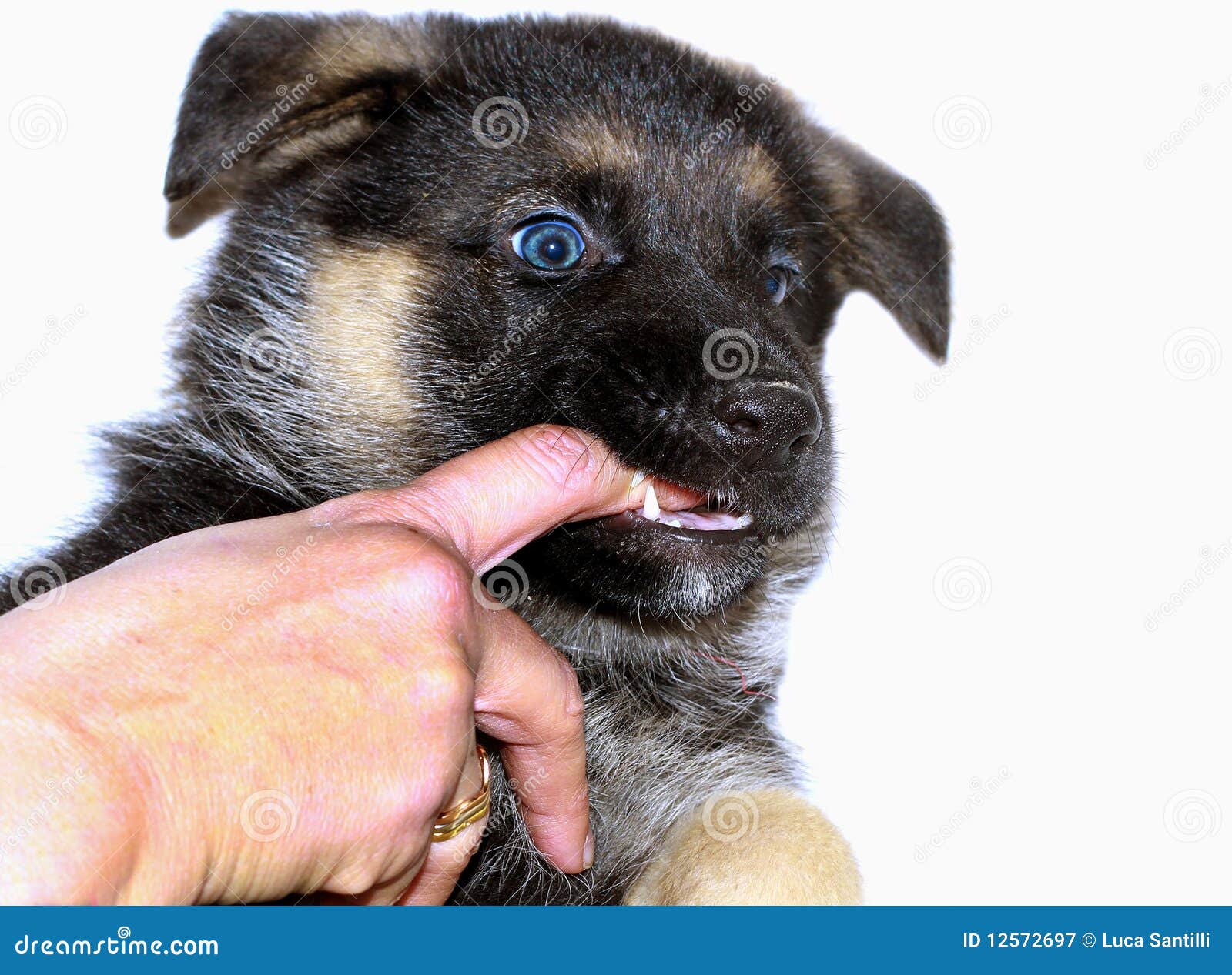 german sheperd puppy