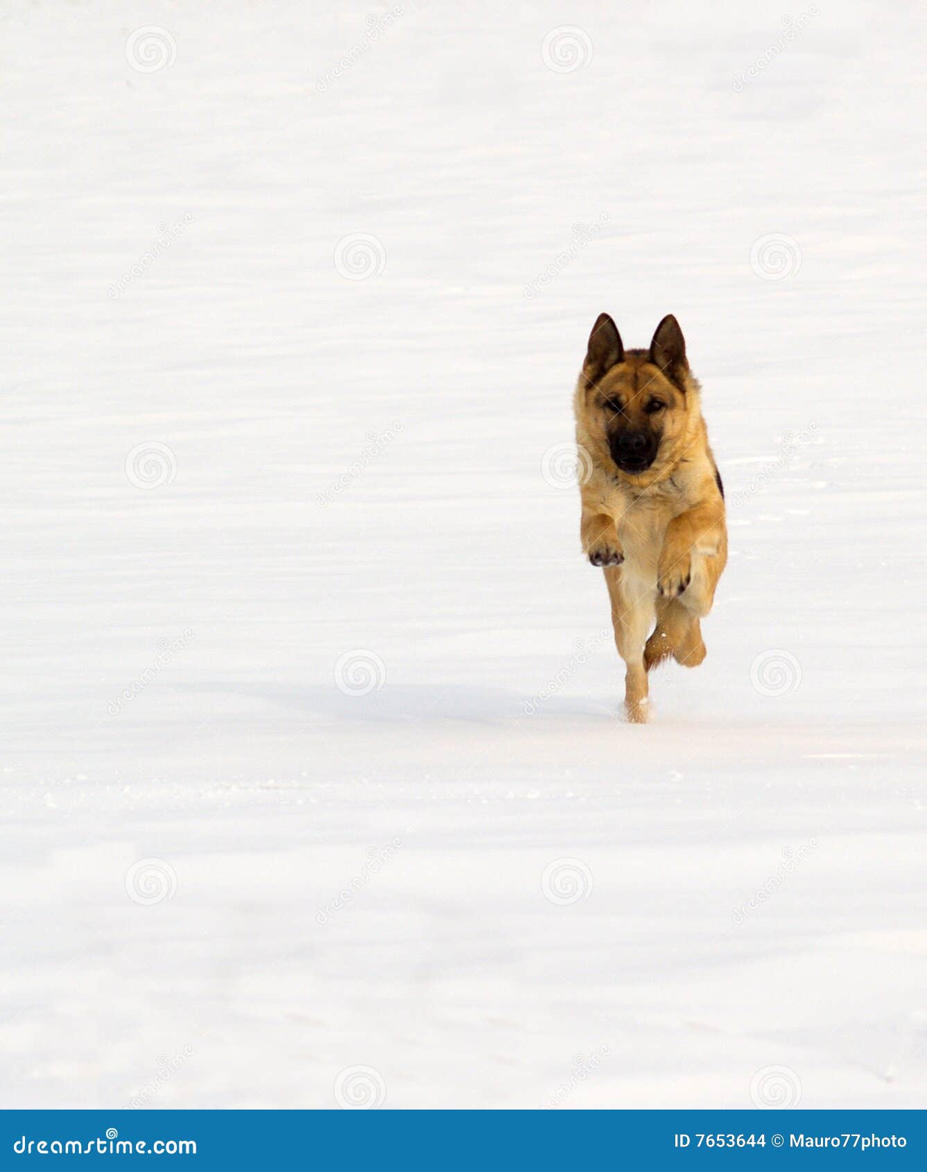 german sheperd on snow