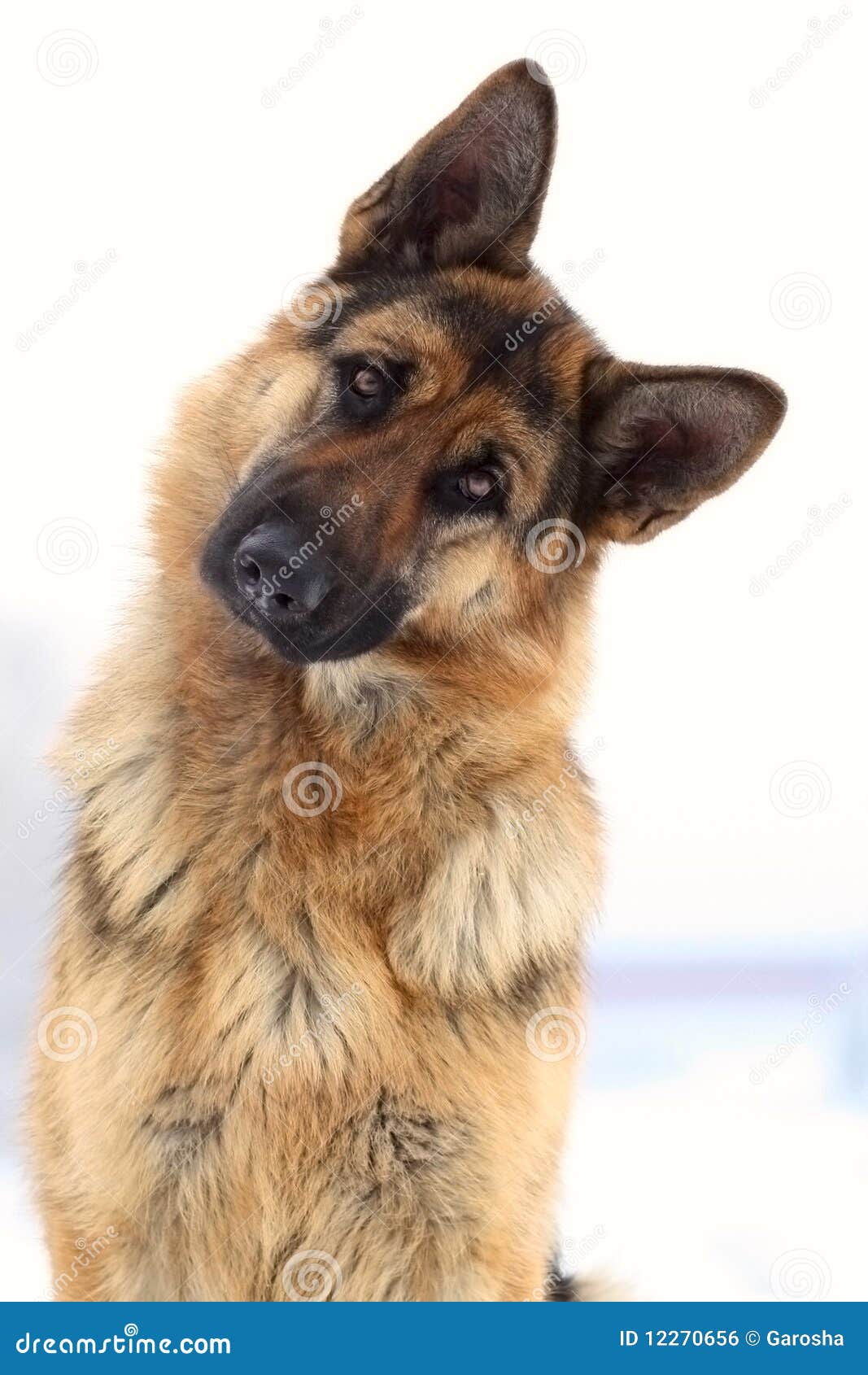 Image Result For German Shepherd Z Black Image Result For German Shepherd Z Black