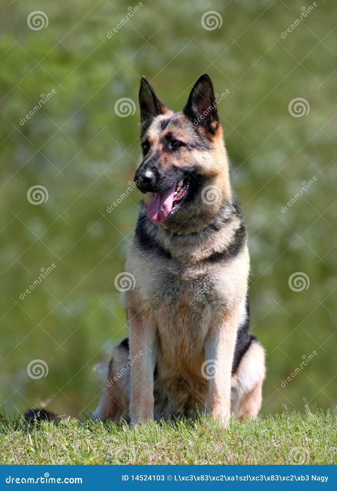 Piebald Shepherd Stock Photos Free & RoyaltyFree Stock Photos from