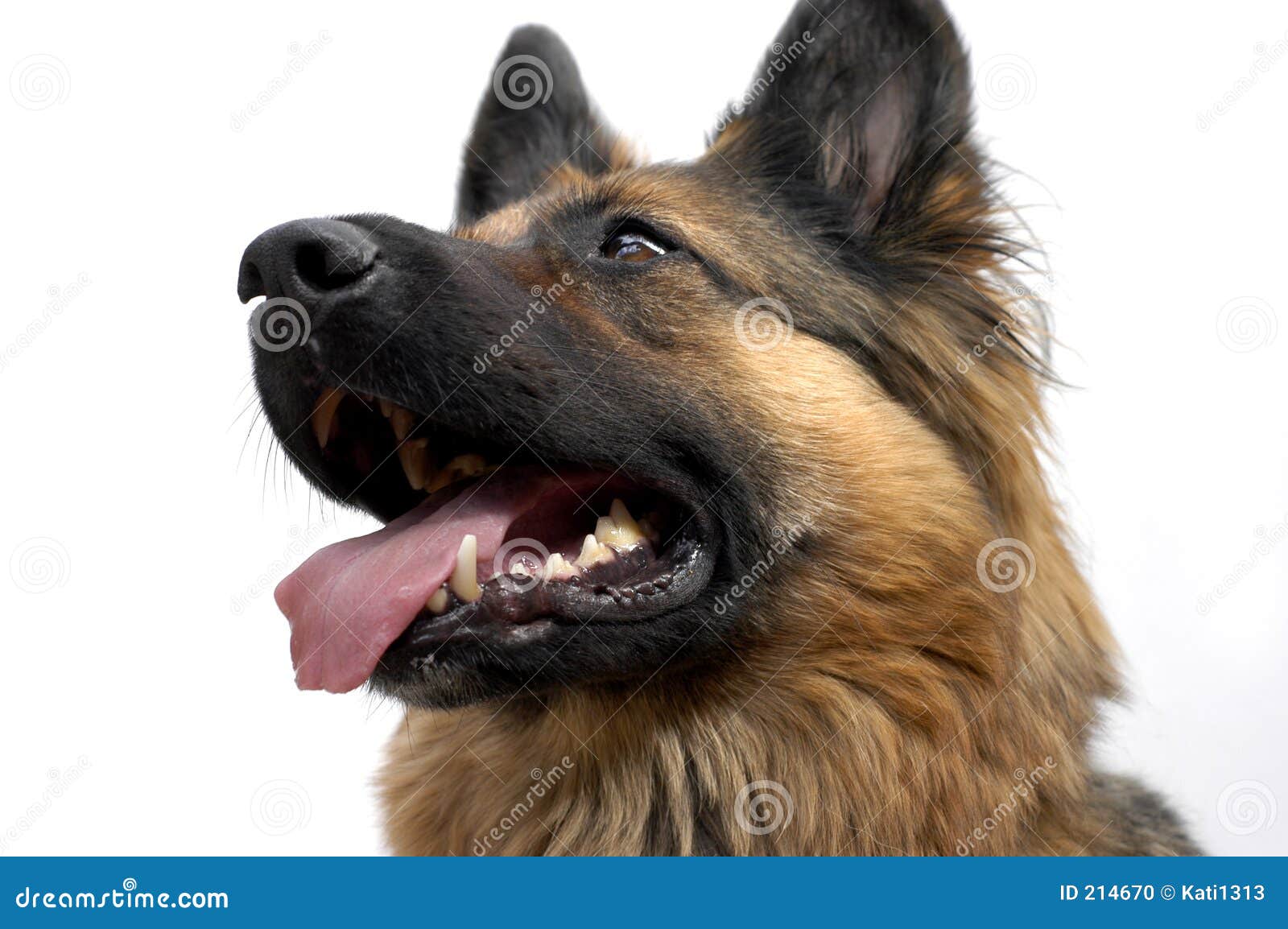 German shepherd stock photo. Image of ears, shephard, long - 214670