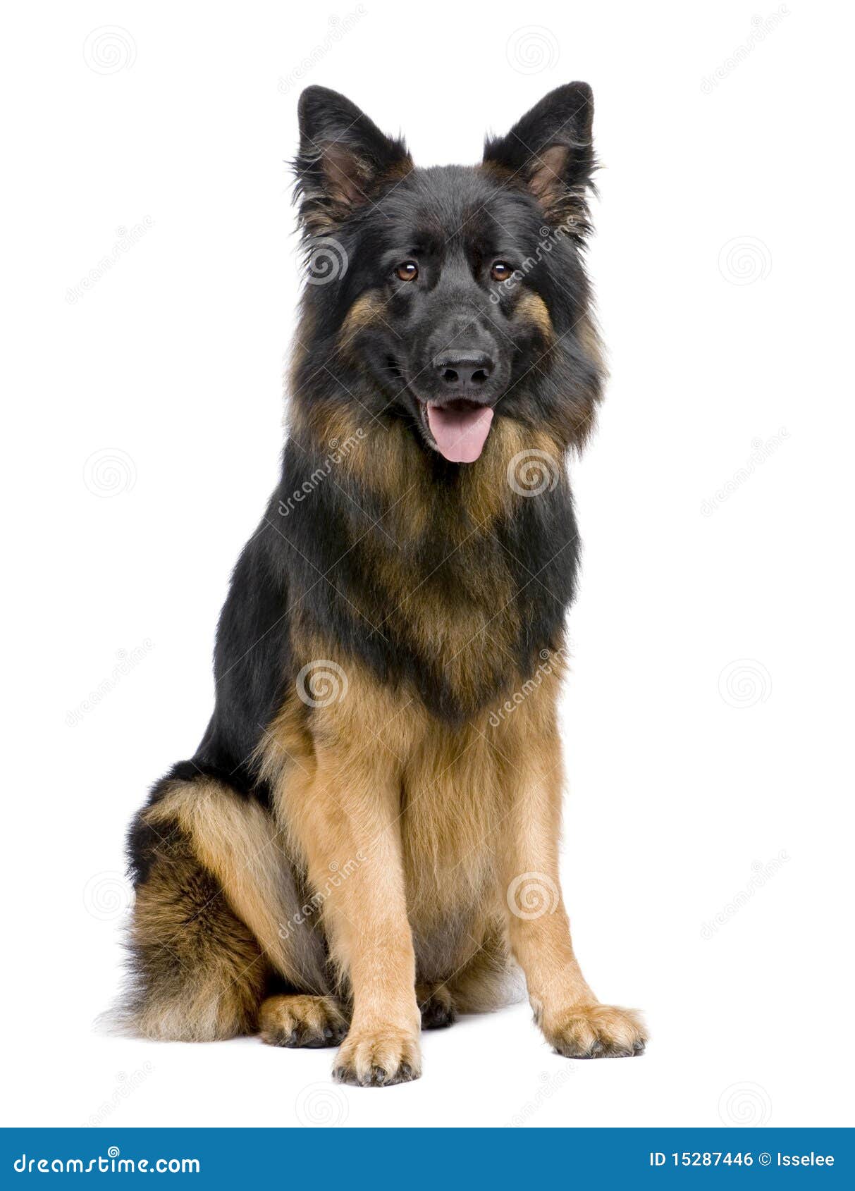 German Shepherd, 3 Years Old, Sitting Stock Photo Image of mammal, attentive 15287446