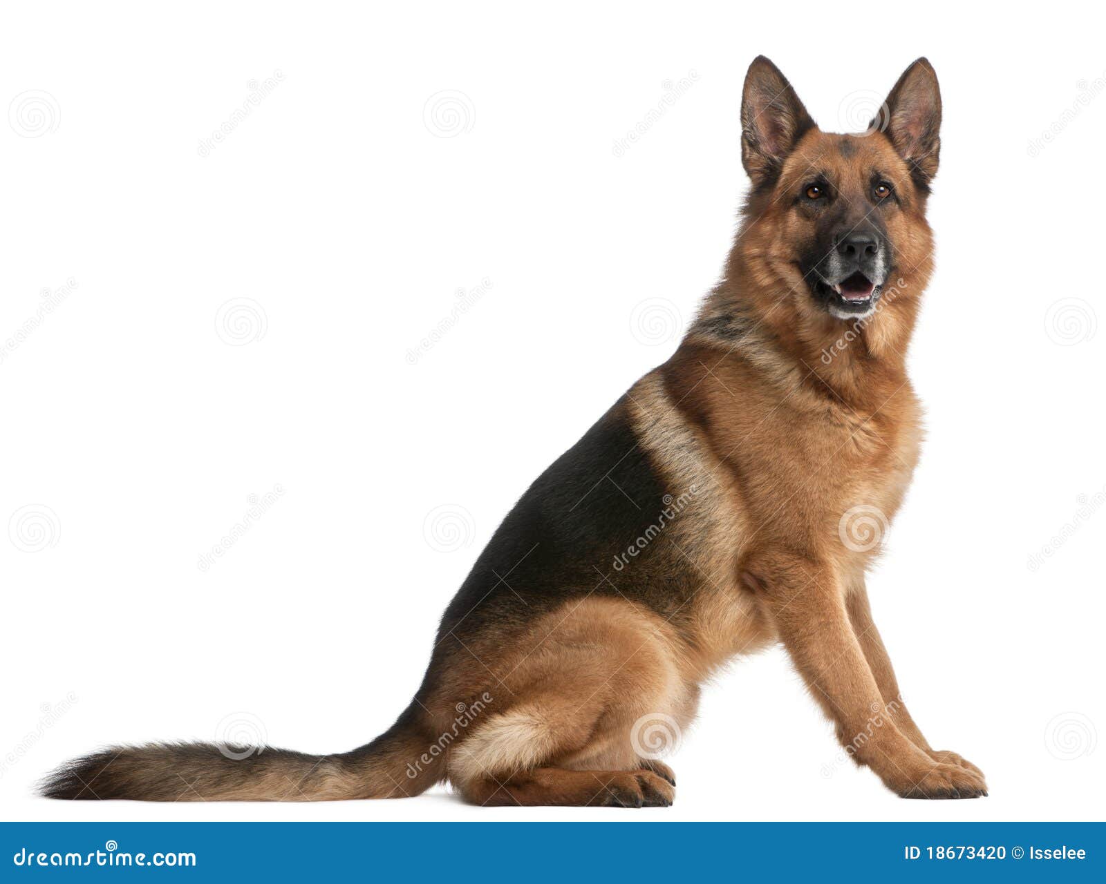 German Shepherd, 5 Years Old Stock Photo Image of length, side 18673420