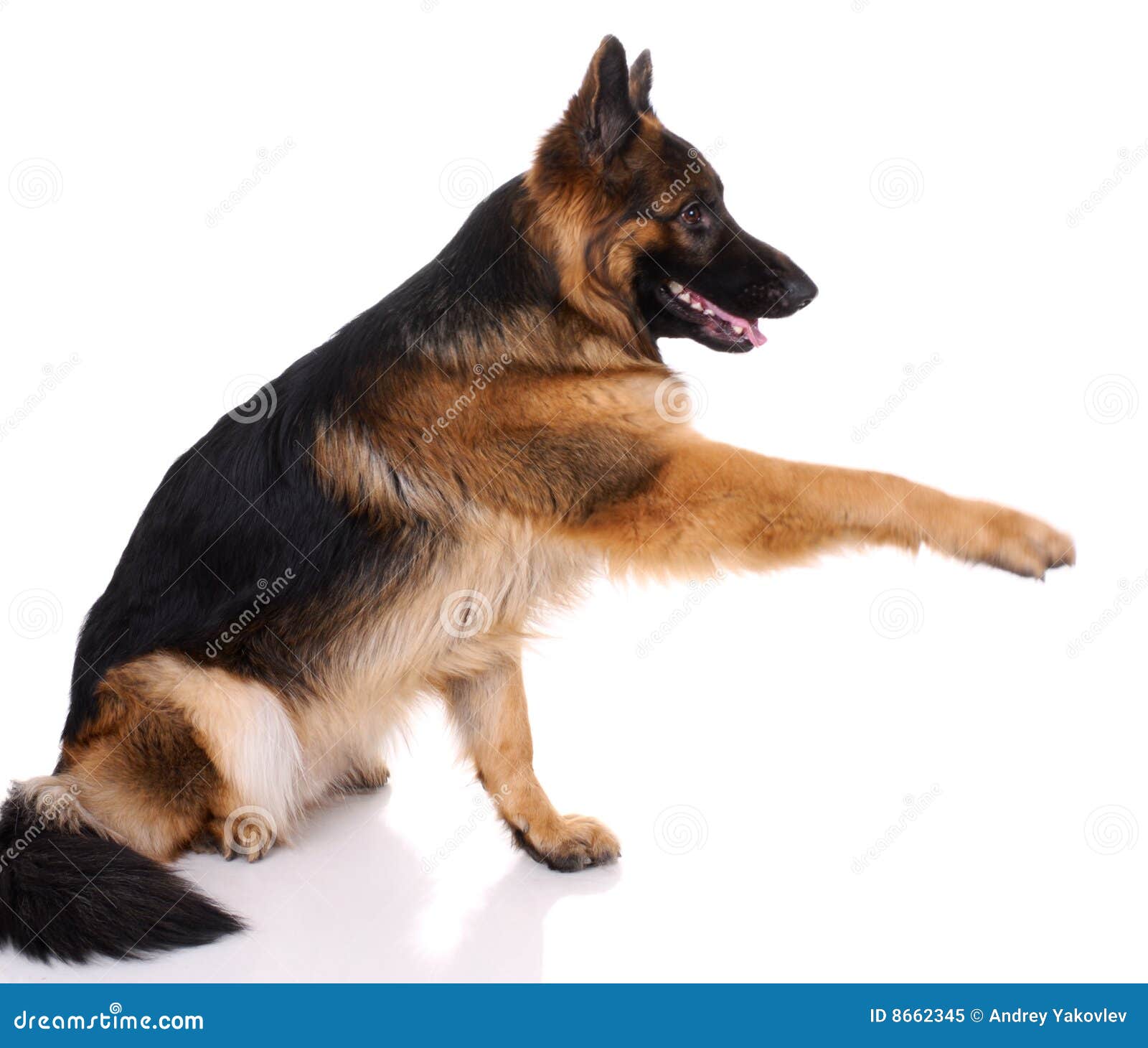 German shepherd stock image. Image of alsatian, friendly - 8662345