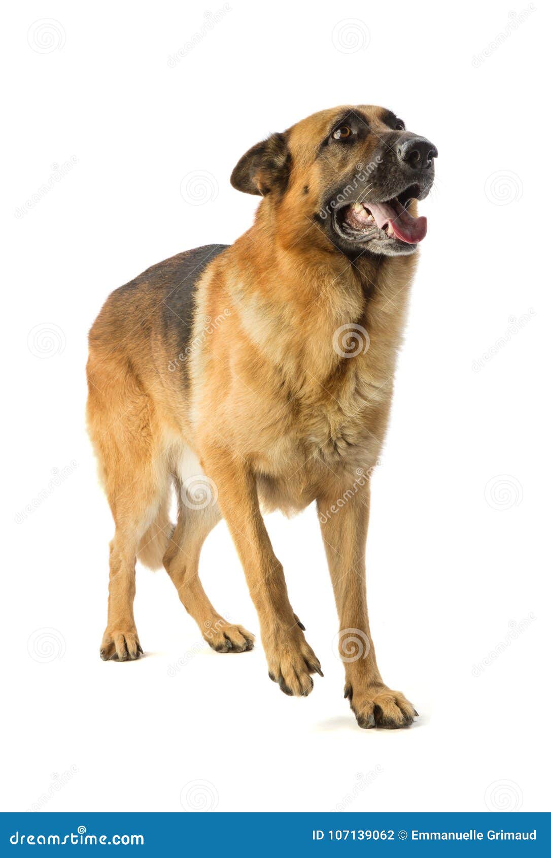 german shepherd is afraid and recedes