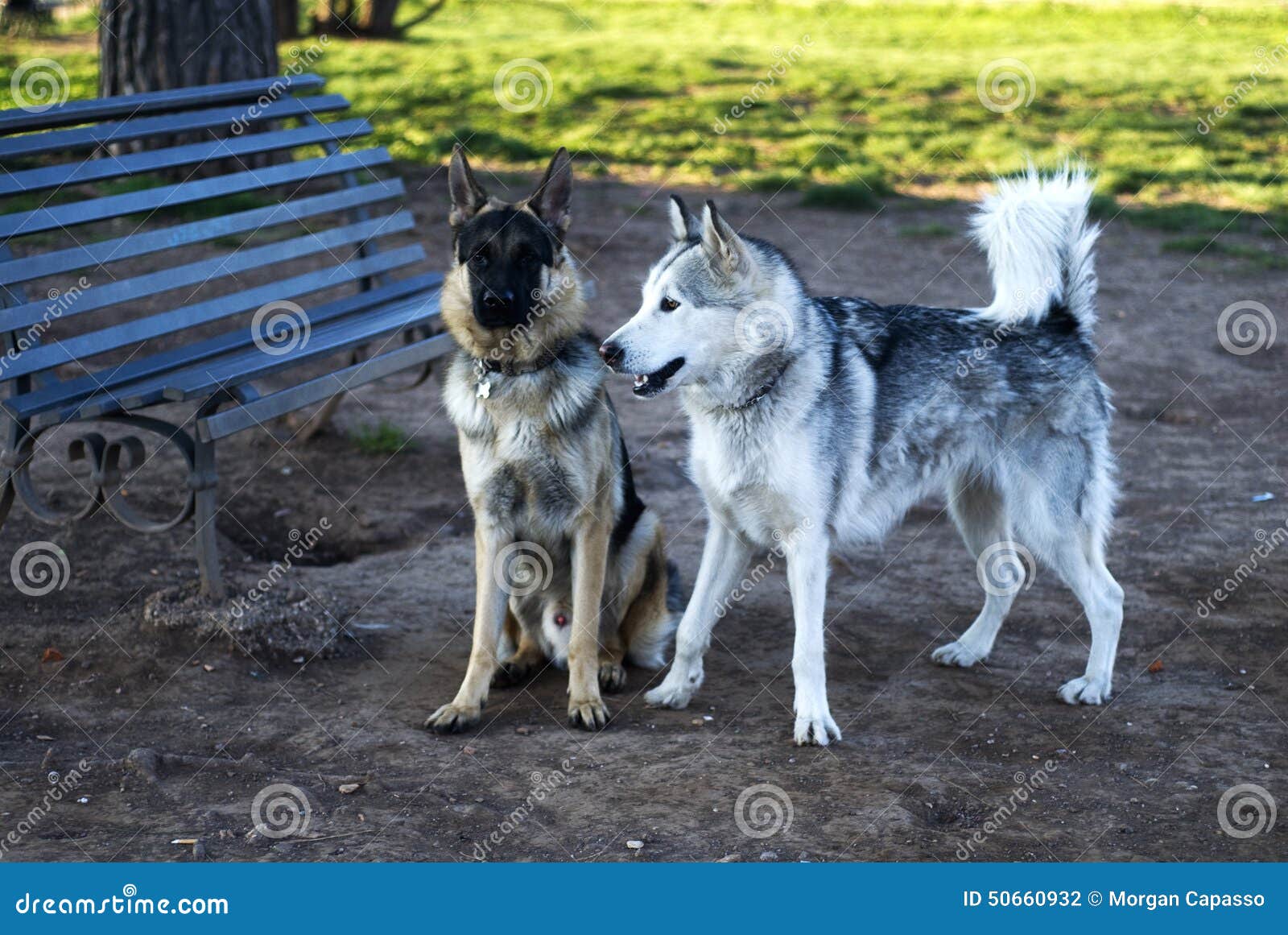 German Shepherd and Alaskan Malamute Dogs Stock Photo - Image of sled ...