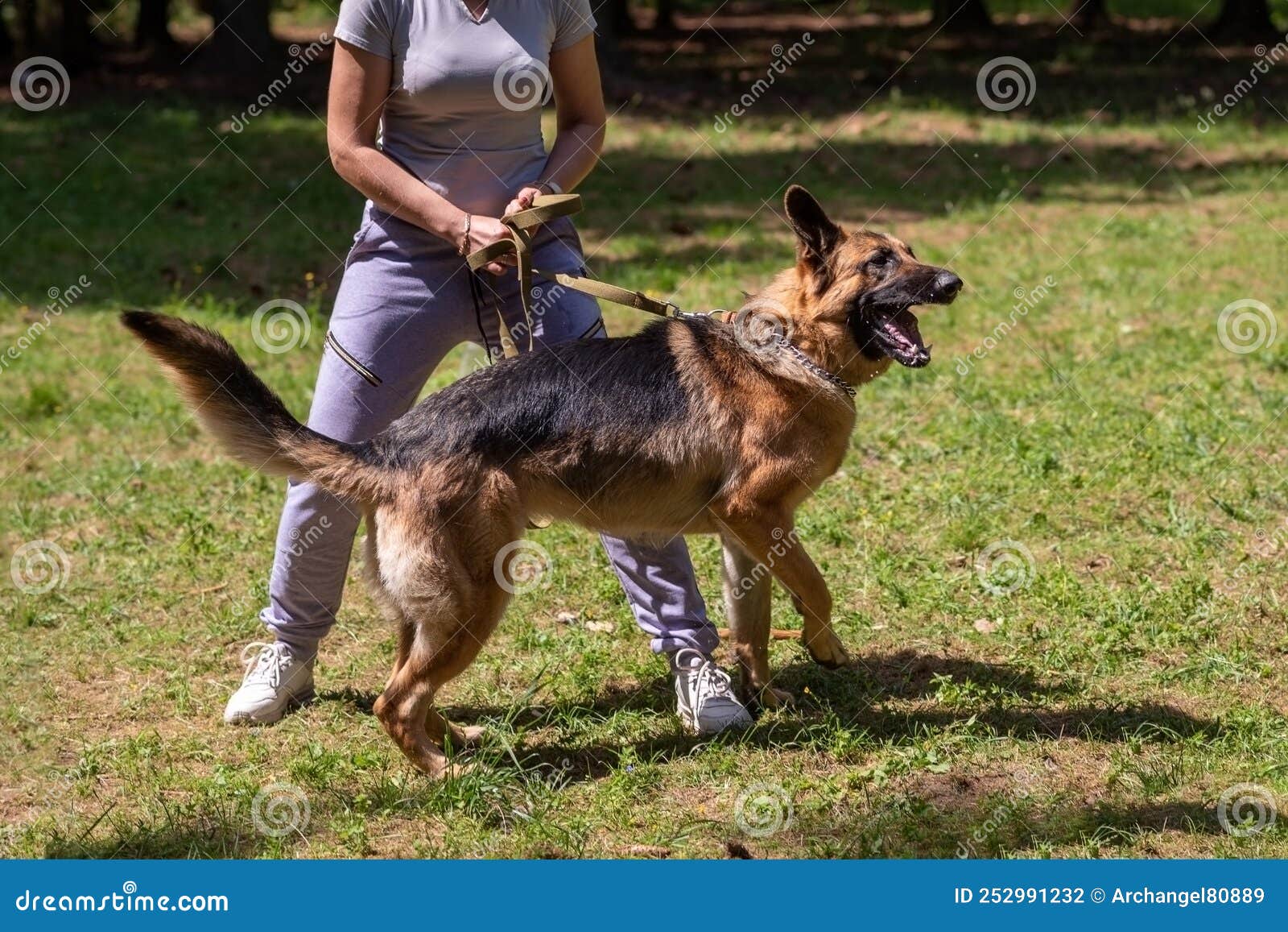 German Shepherd Attacking Dog Handler during Aggression Training. Stock