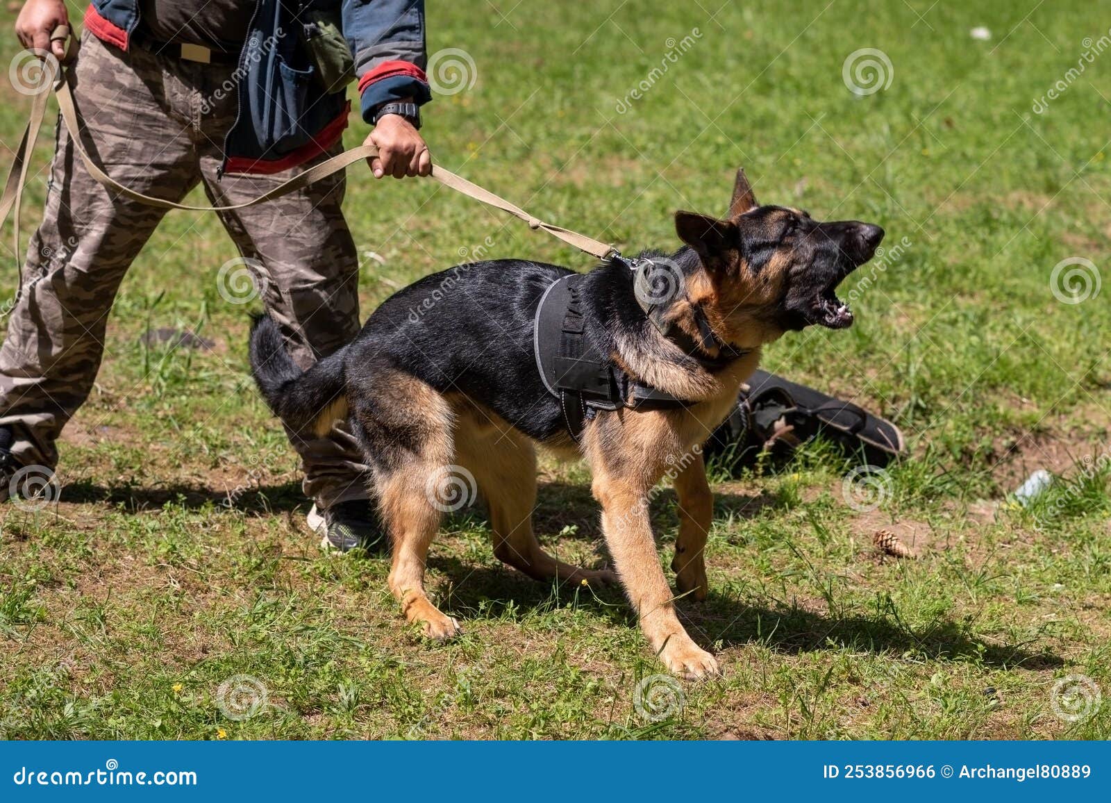 German Shepherd Attacking Dog Handler during Aggression Training. Stock
