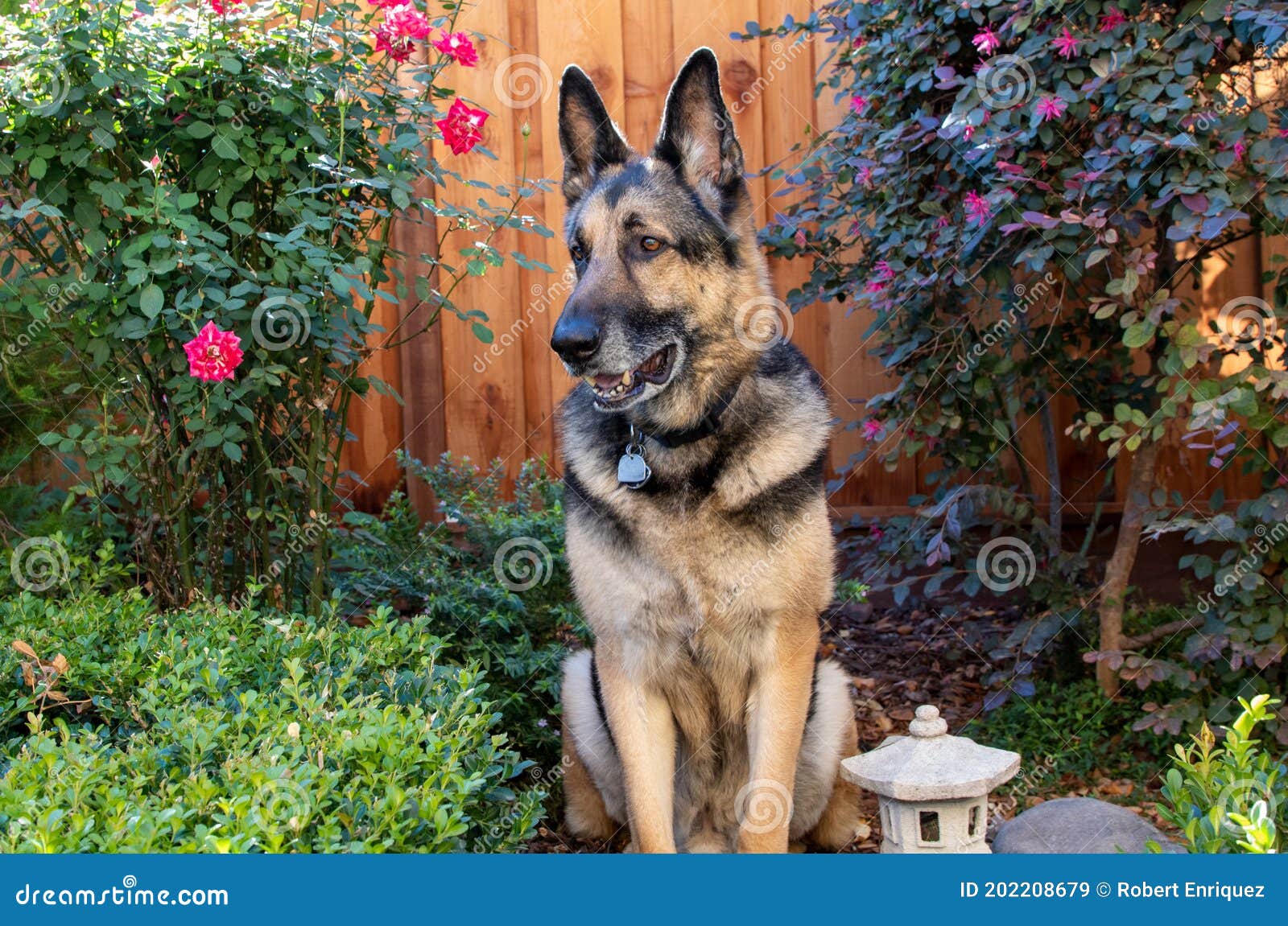 A German Shepherd in a Backyard Garden Setting Stock Image Image of