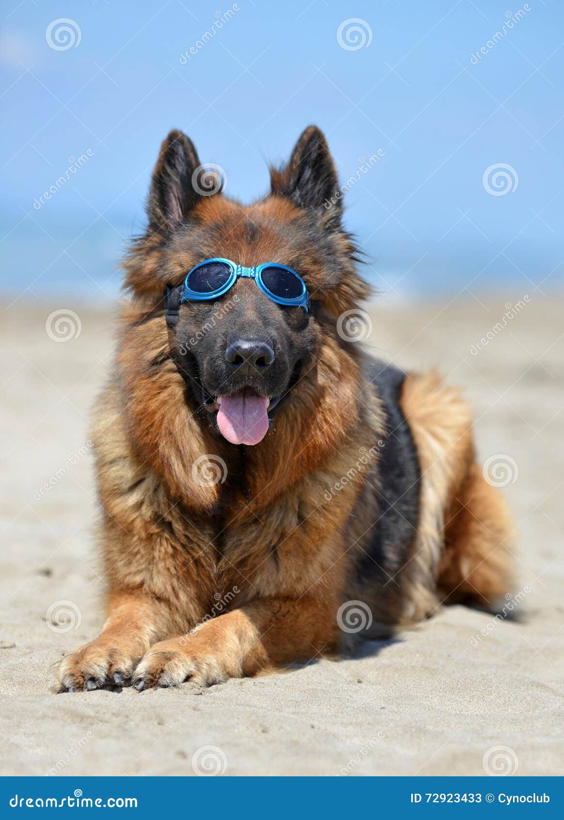 german shepherd with sunglasses