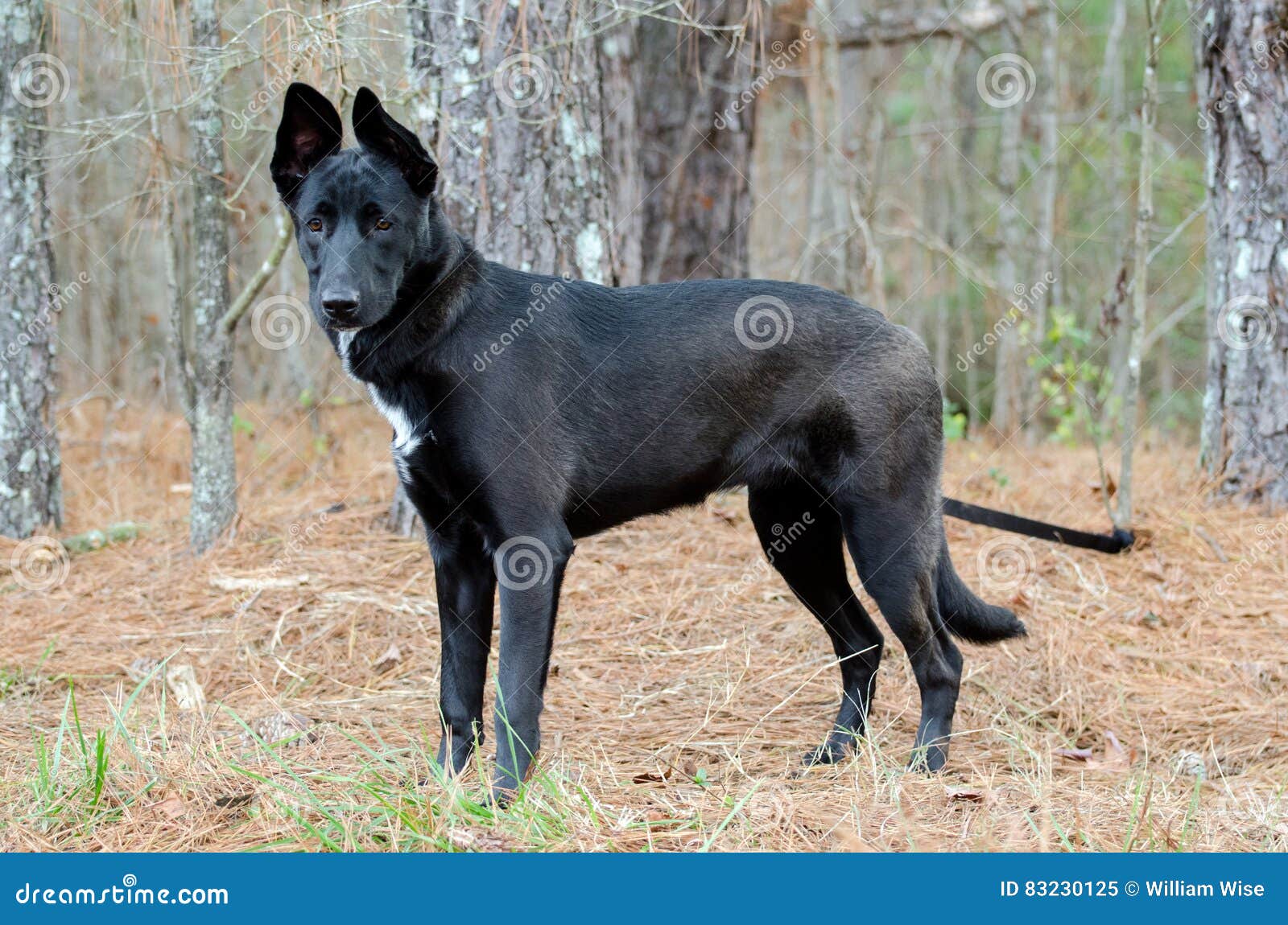 husky mix belgian malinois