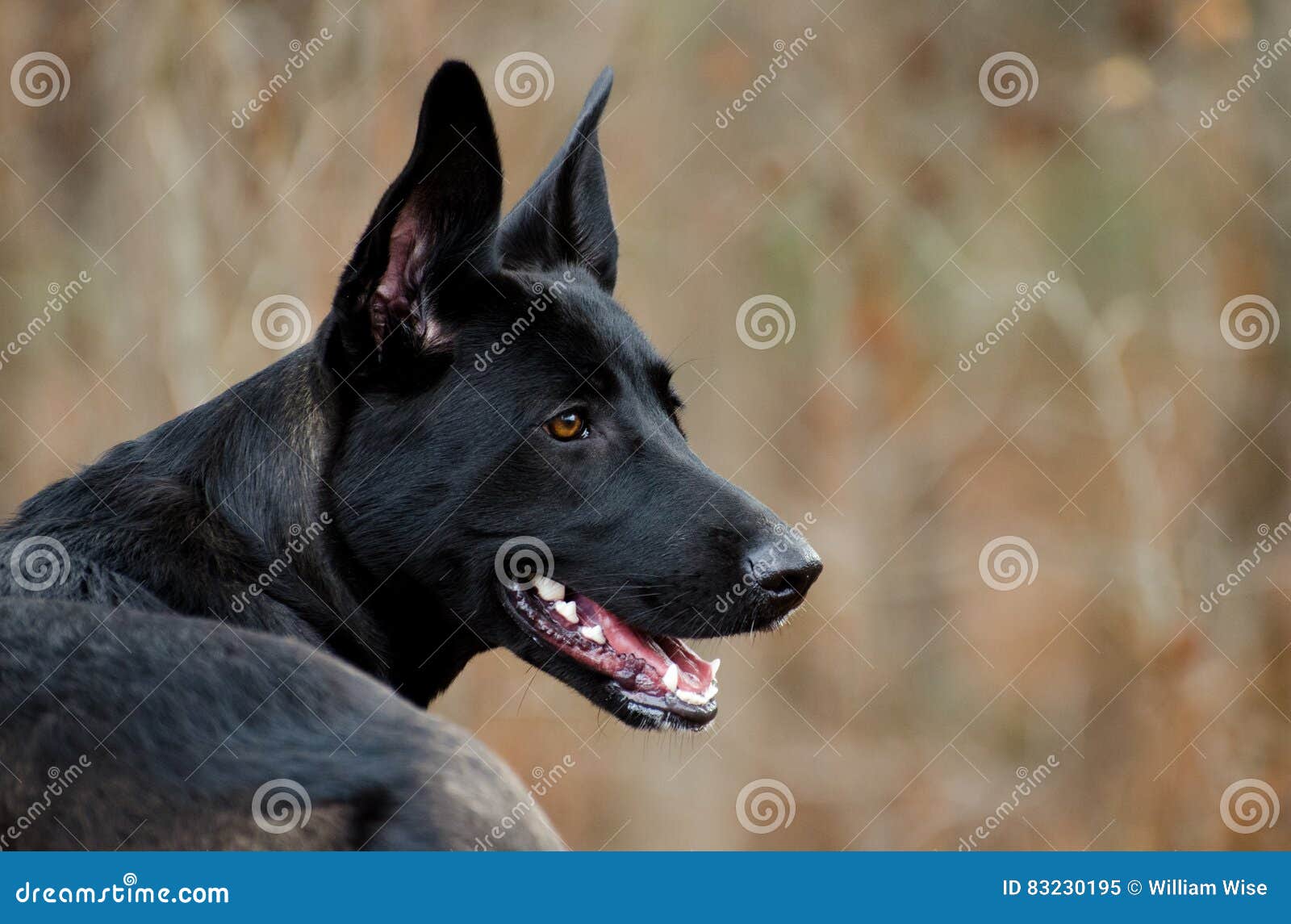 malinois mix breed