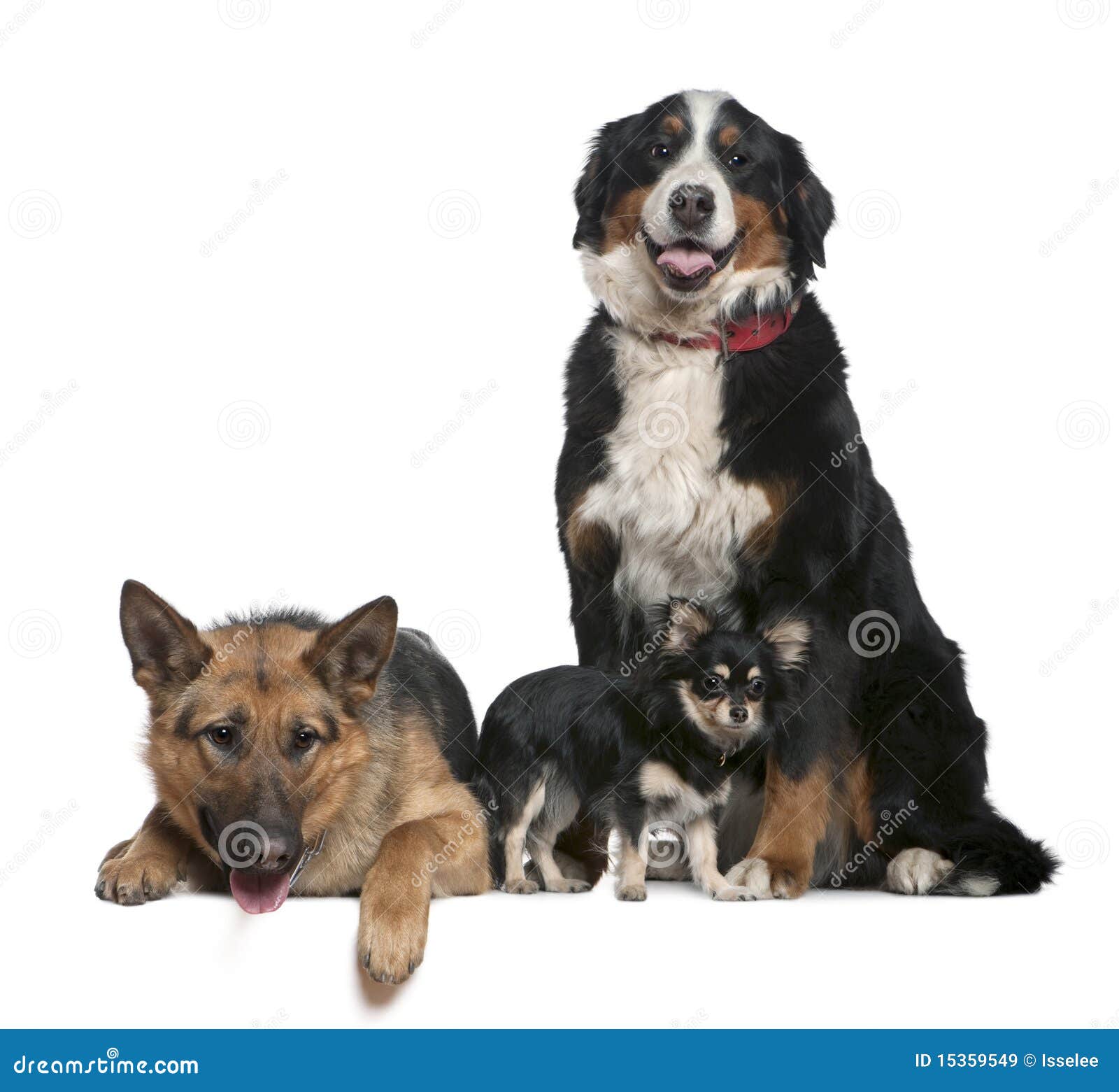 german shepherd bernese mountain dog puppies