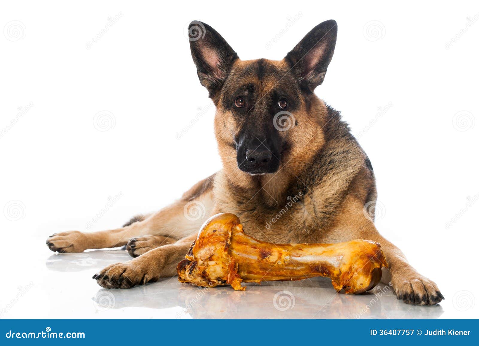 German shepherd stock image. Image of bone, body, isolated 36407757