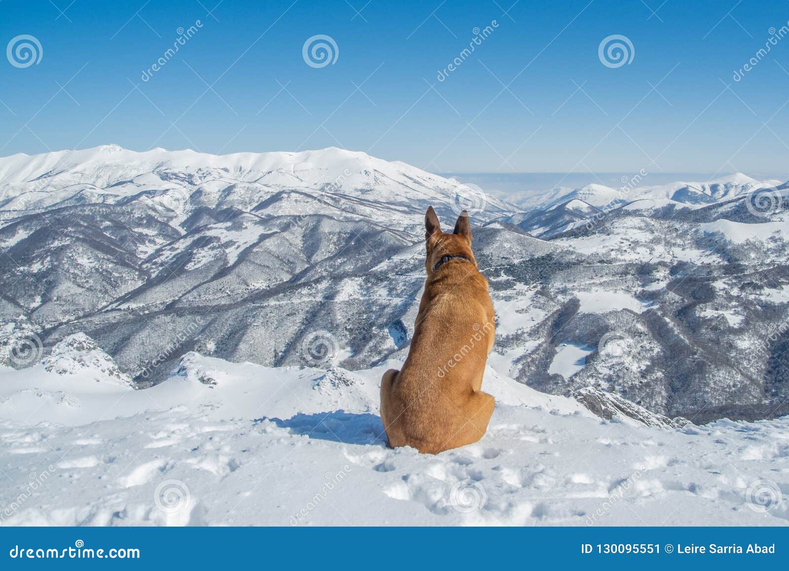 german shepherd boxer puppies for sale german shepherd boxer puppies for sale